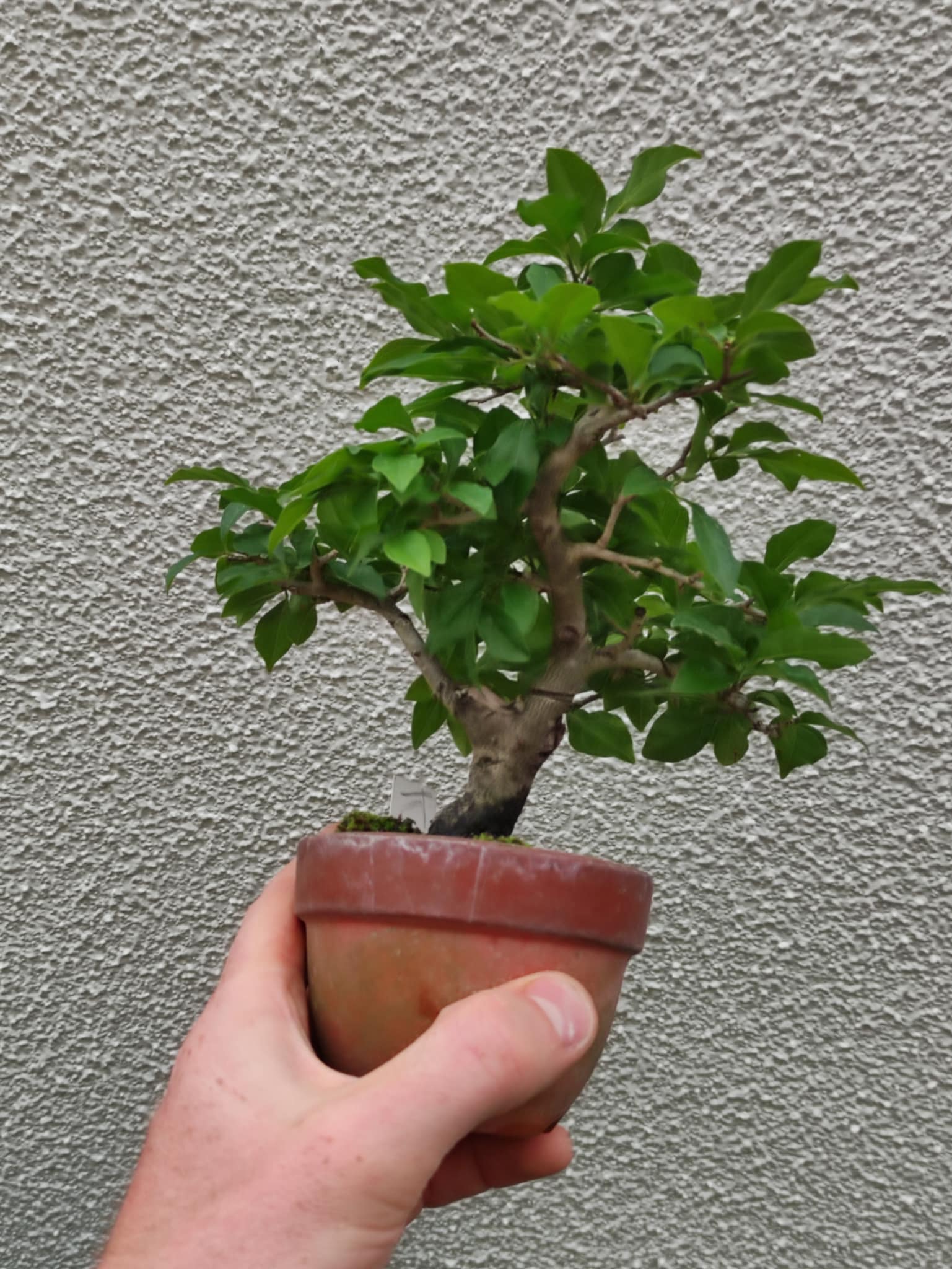 Diospyros rhombifolia (male)