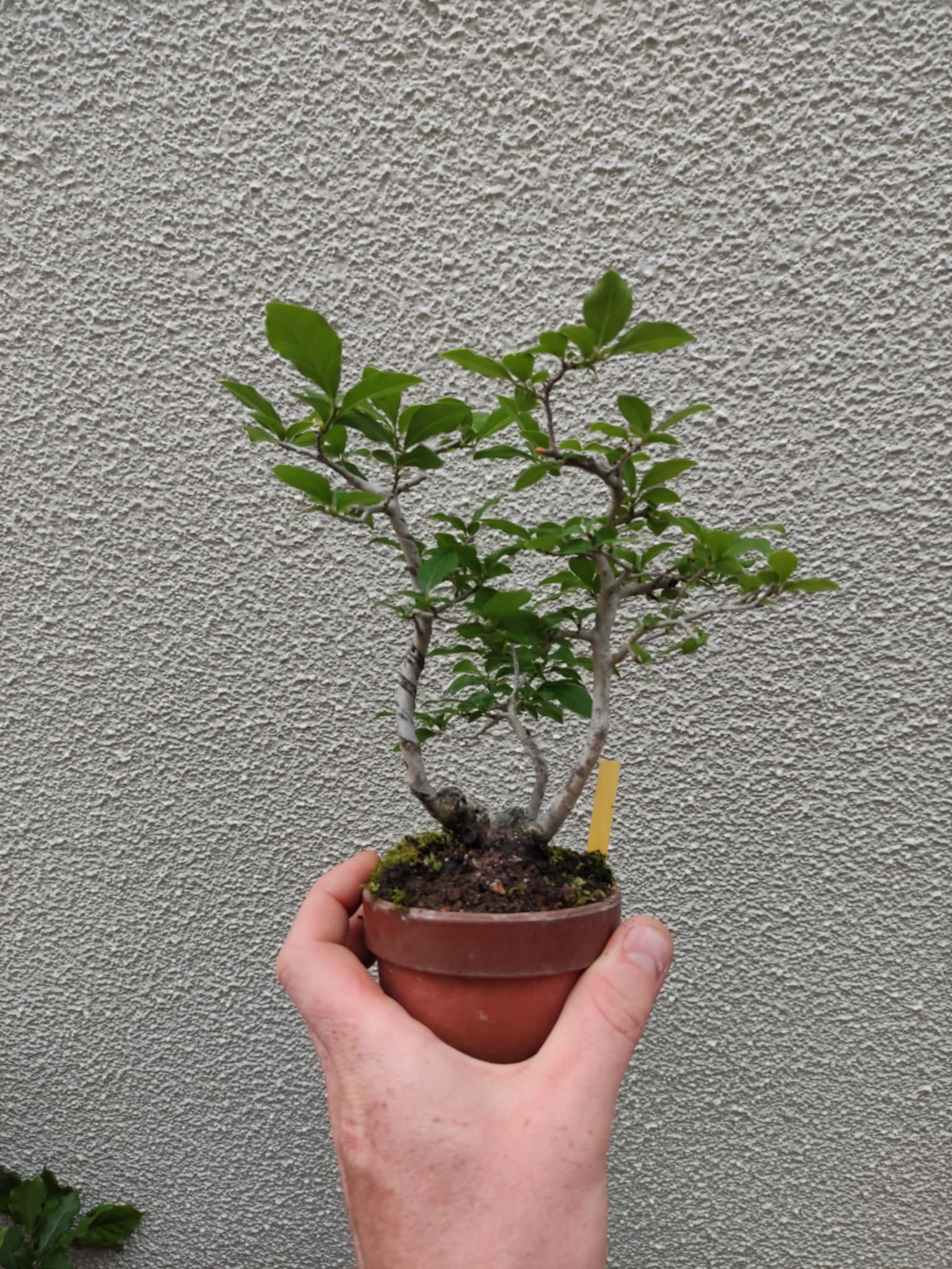 Diospyros rhombifolia (male)