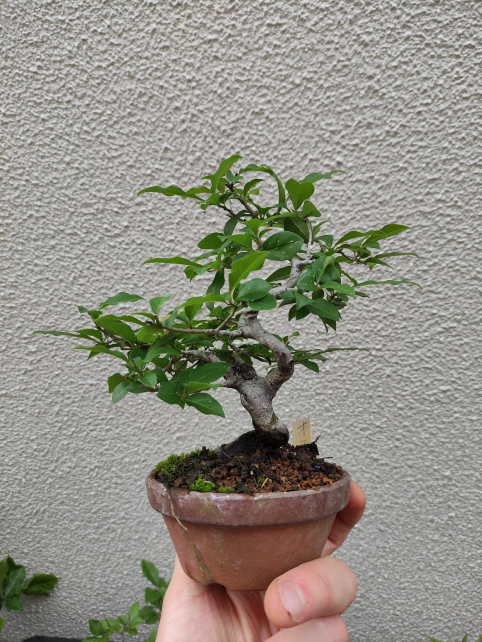 Diospyros rhombifolia (male)