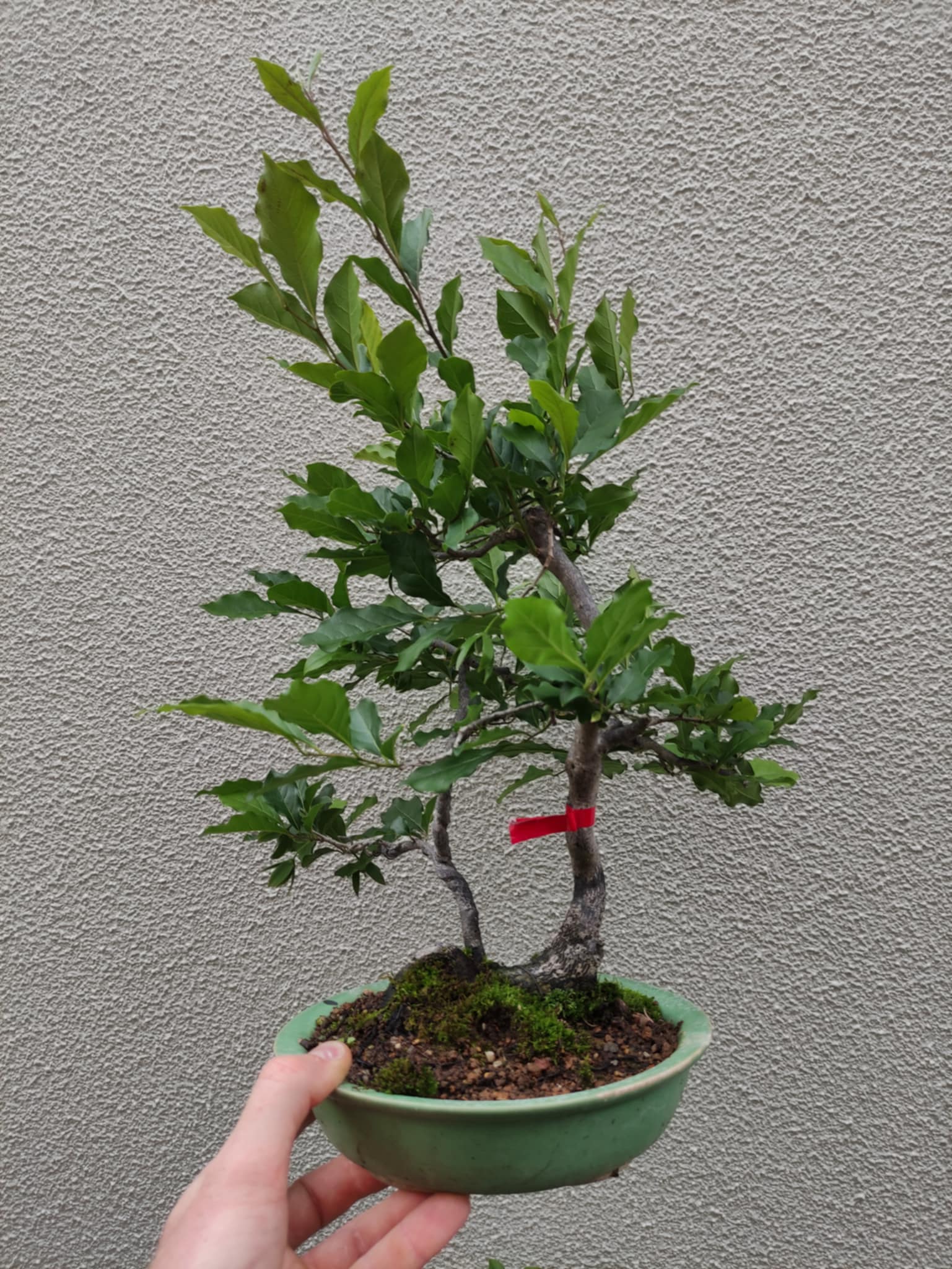 Diospyros rhombifolia