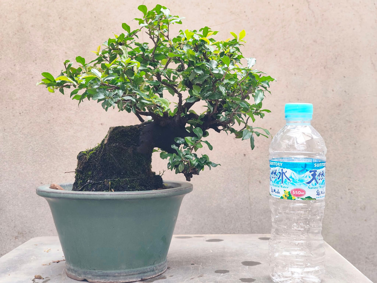 Diospyros morrisiana