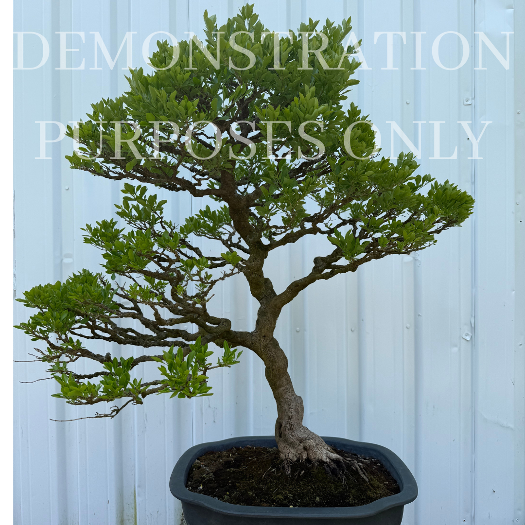 CHINESE PRIVET