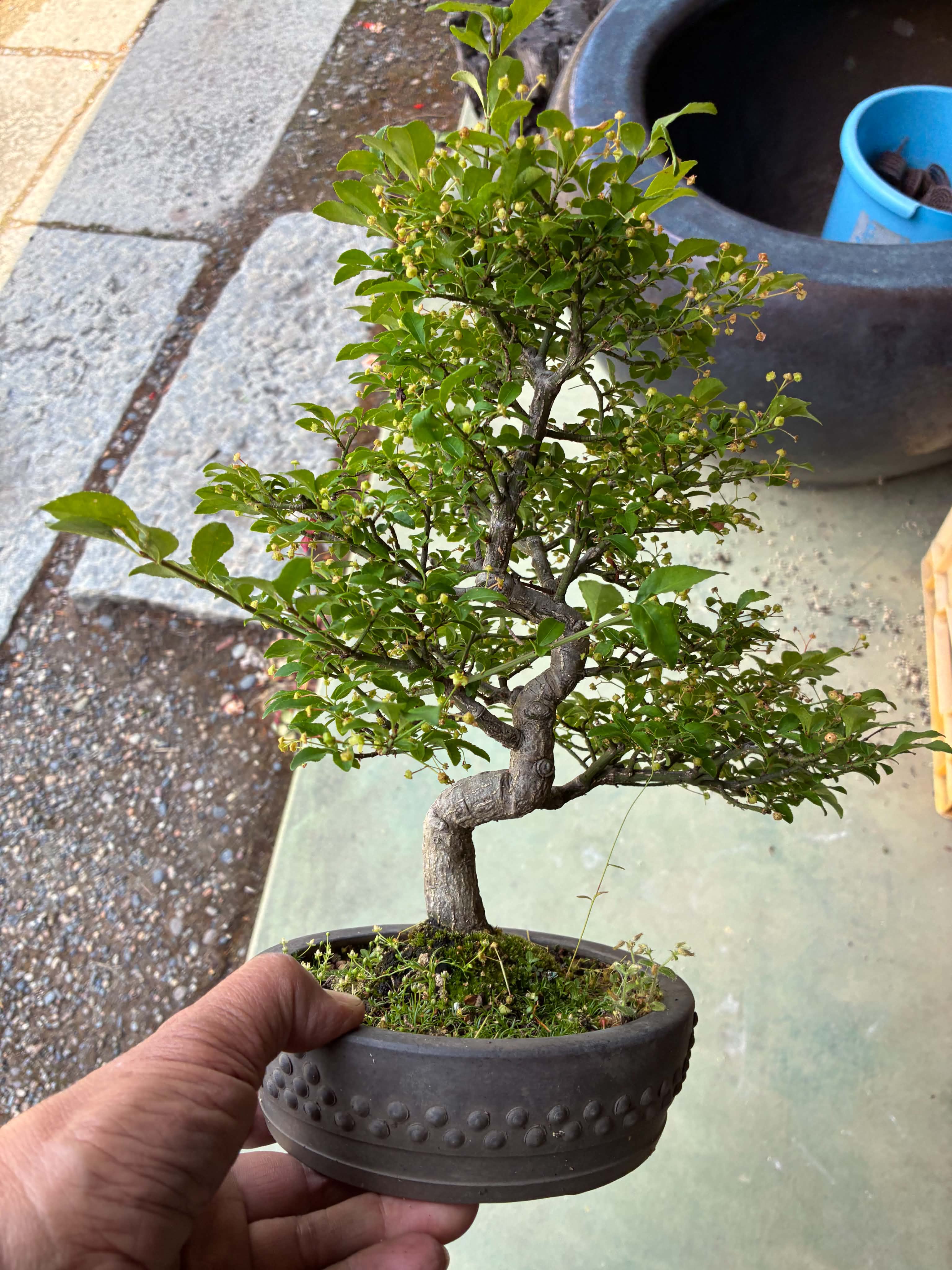 Euonymus