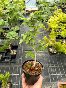 FAGUS crenata