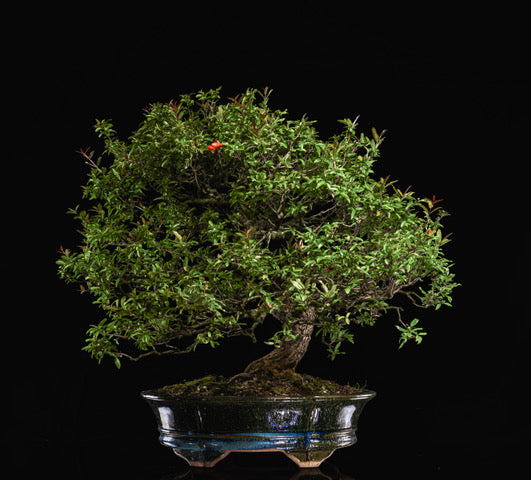Punica granatum Neji-kan