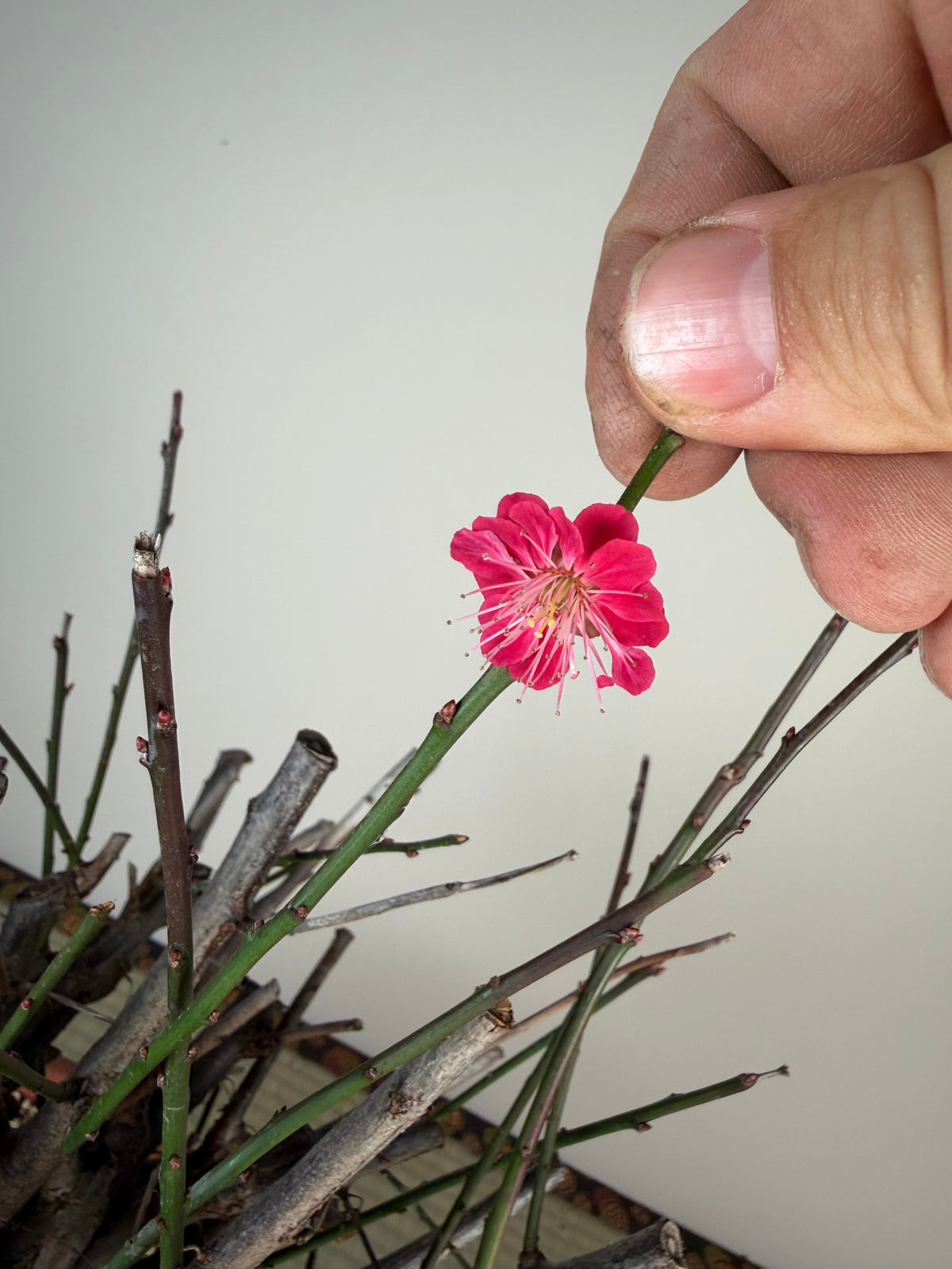 Prunus mume