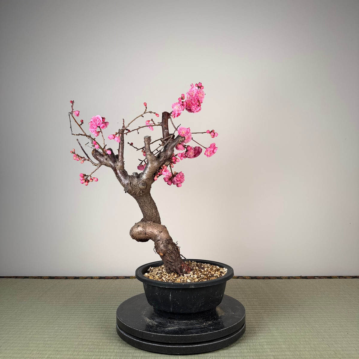 Prunus mume 'Fēnghòu'