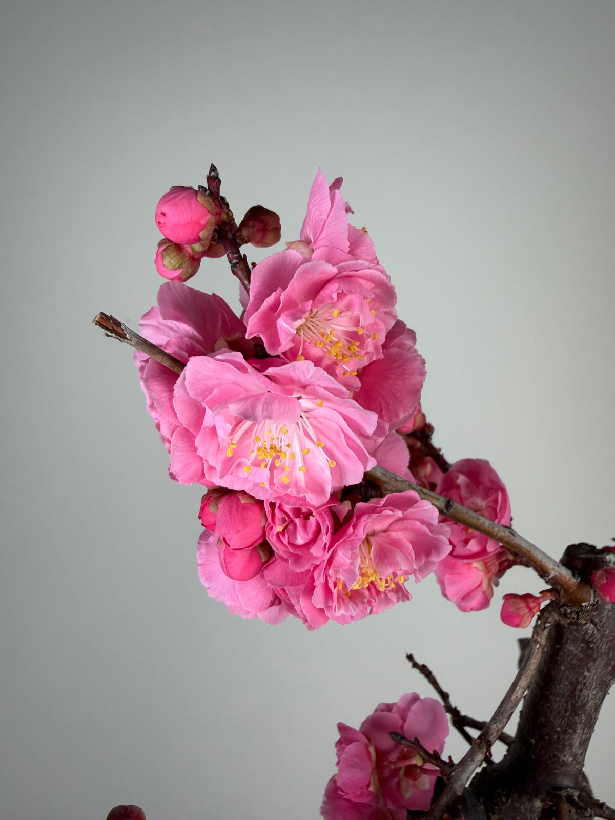 Prunus mume 'Fēnghòu'
