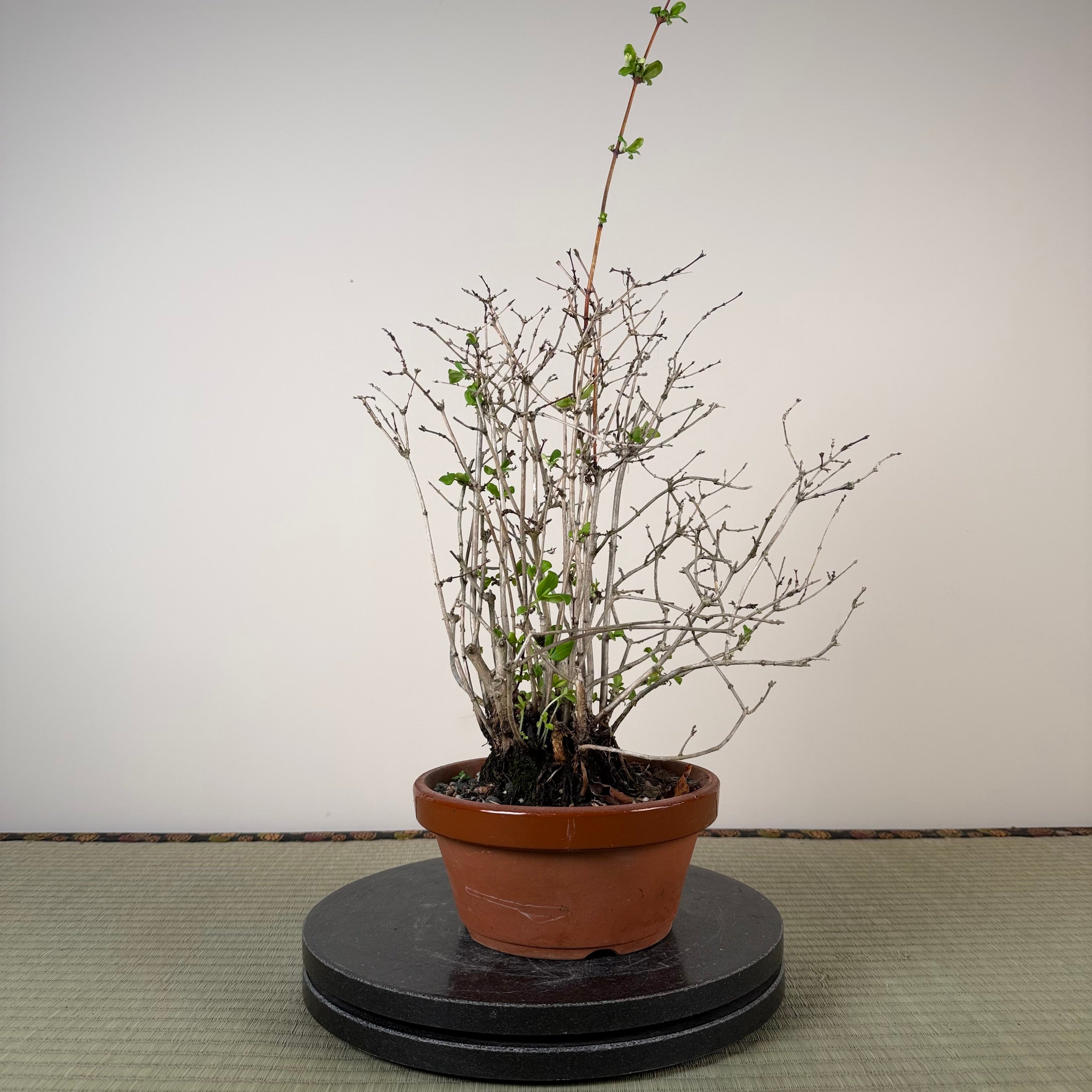 Lonicera gracilipes