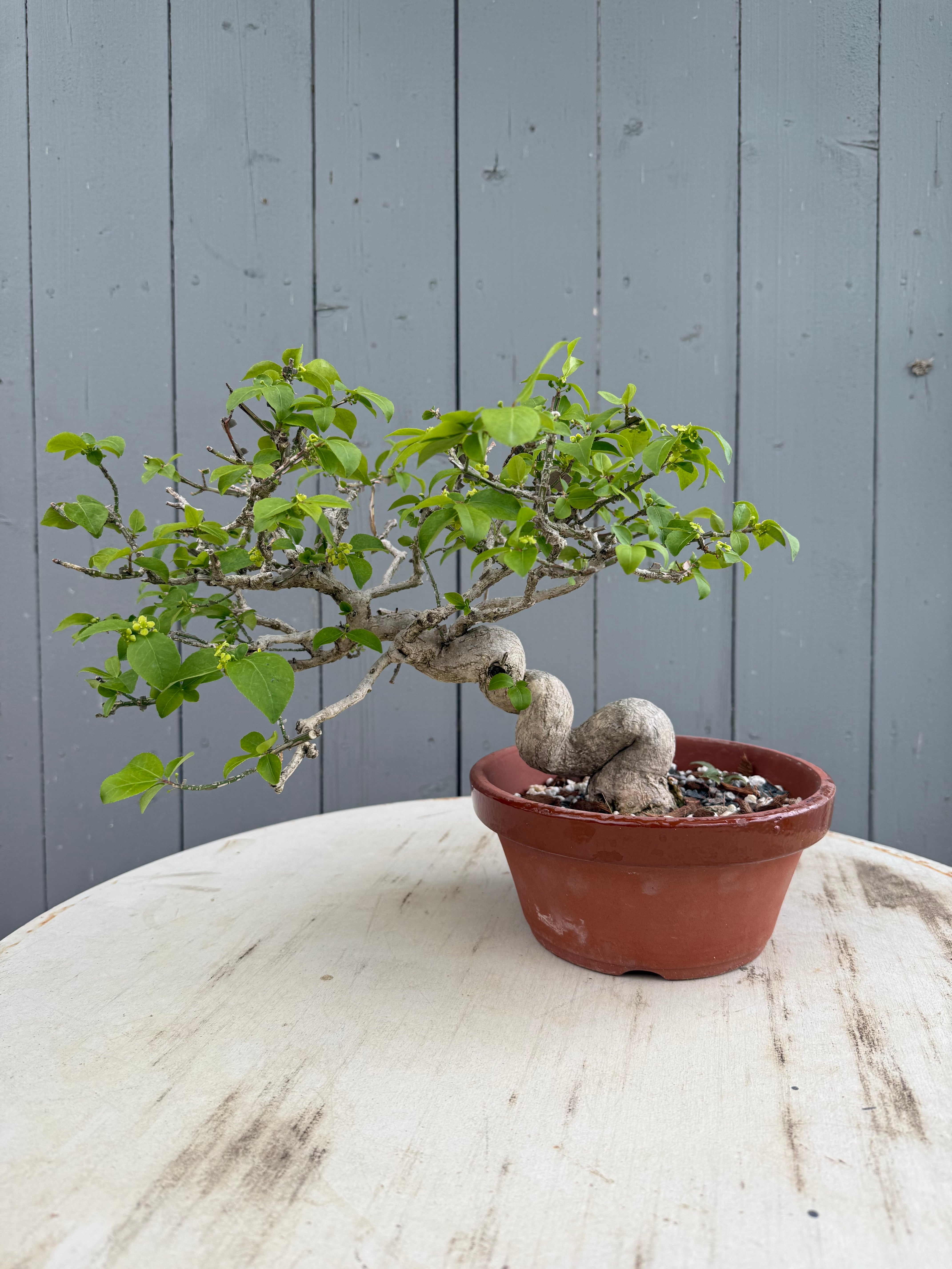 Euonymus