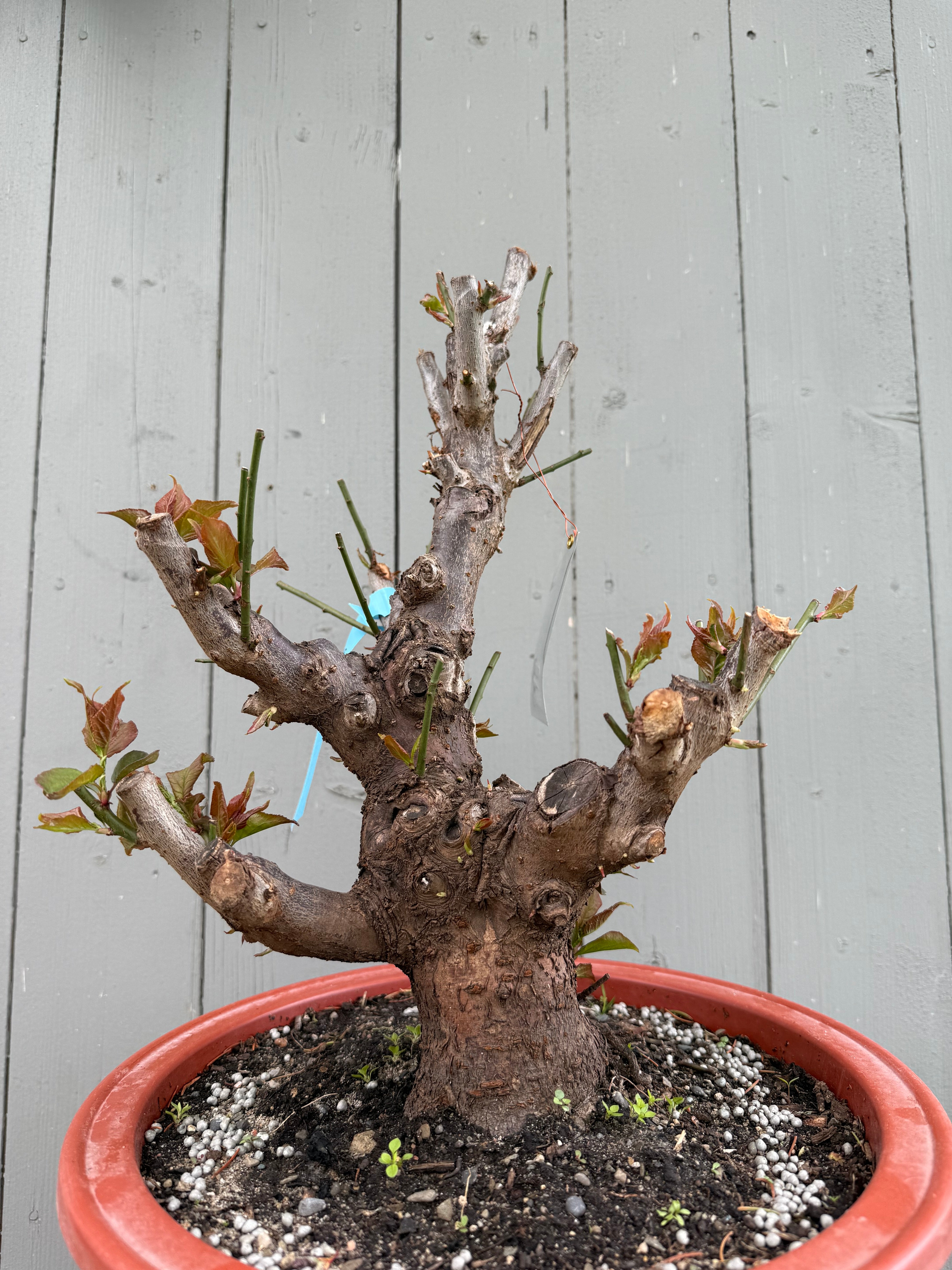Prunus mume 'Gǔ lǐ hóng'