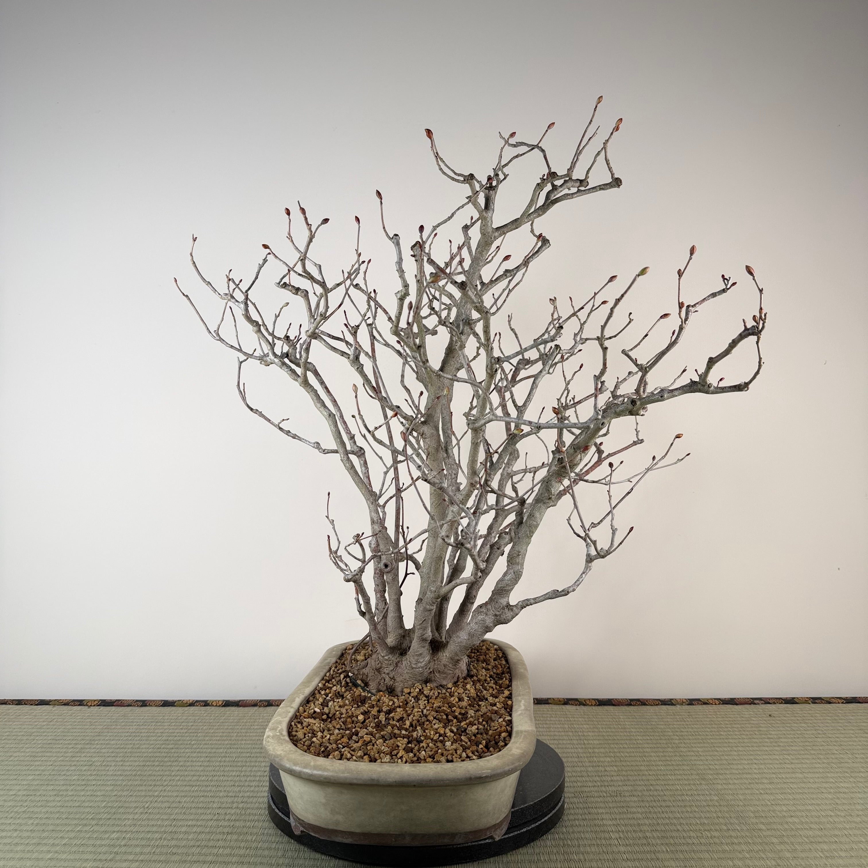 Corylopsis spicata