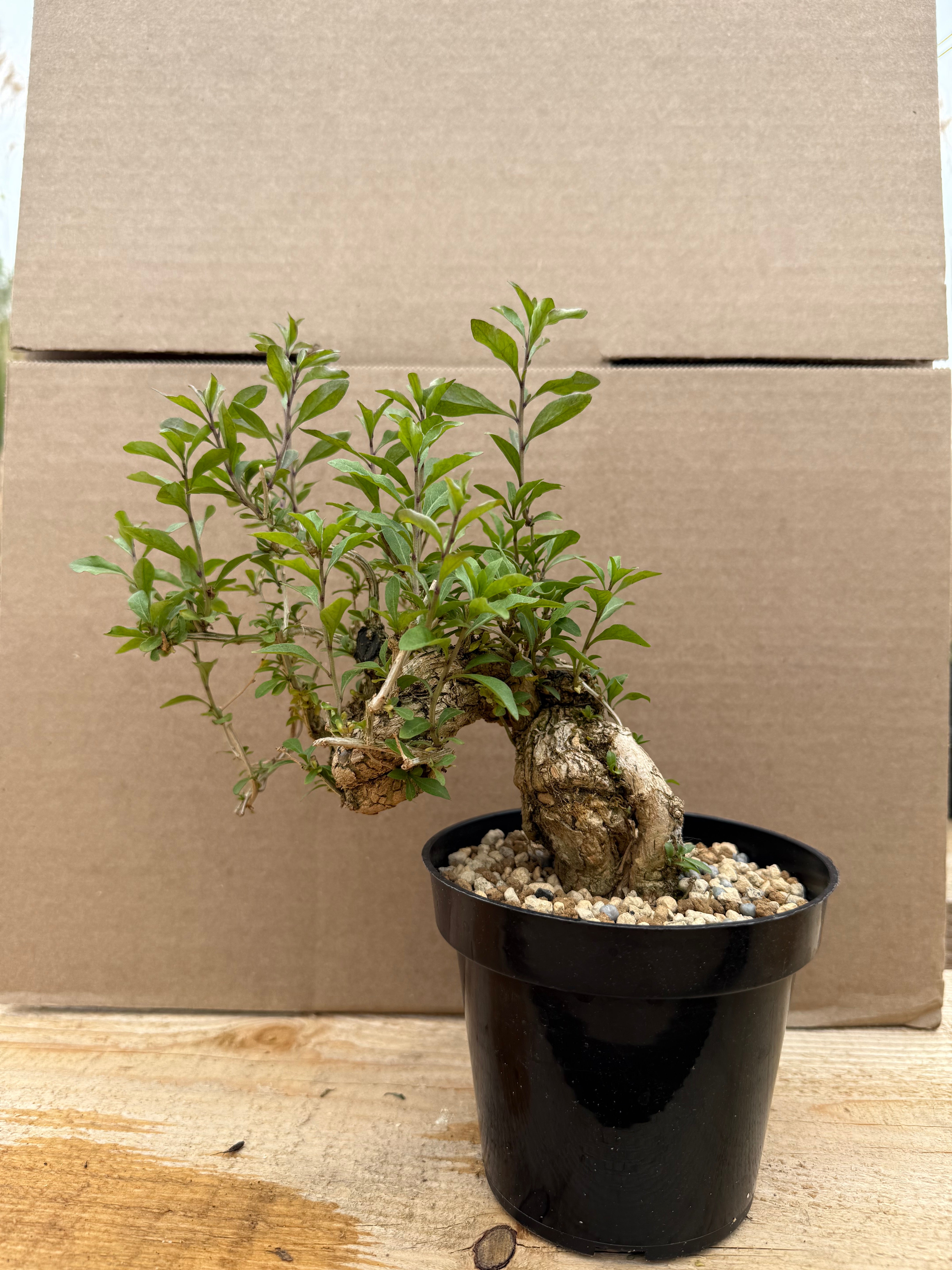 Lycium chinense (chef's choice)