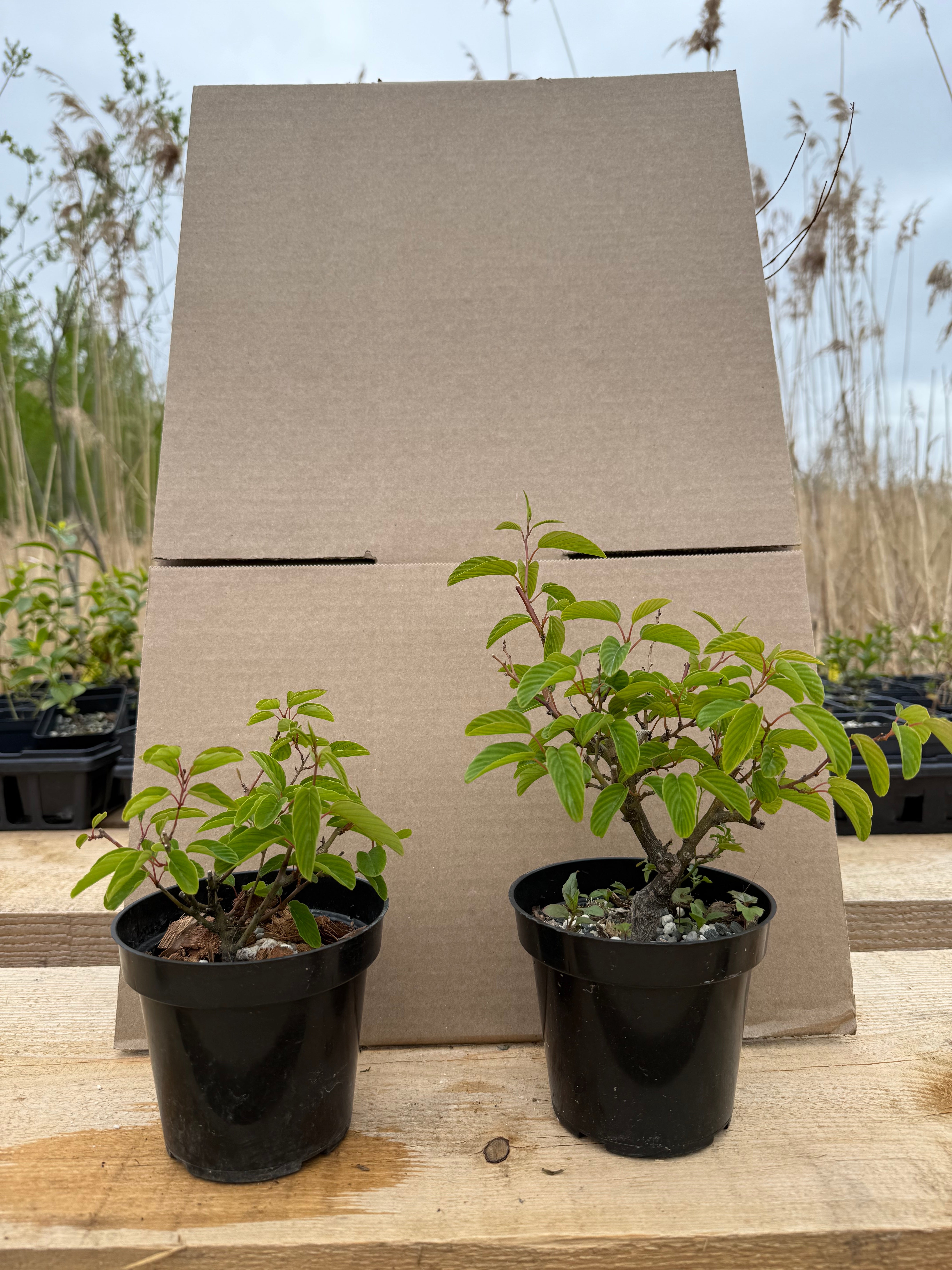Berchemia racemosa