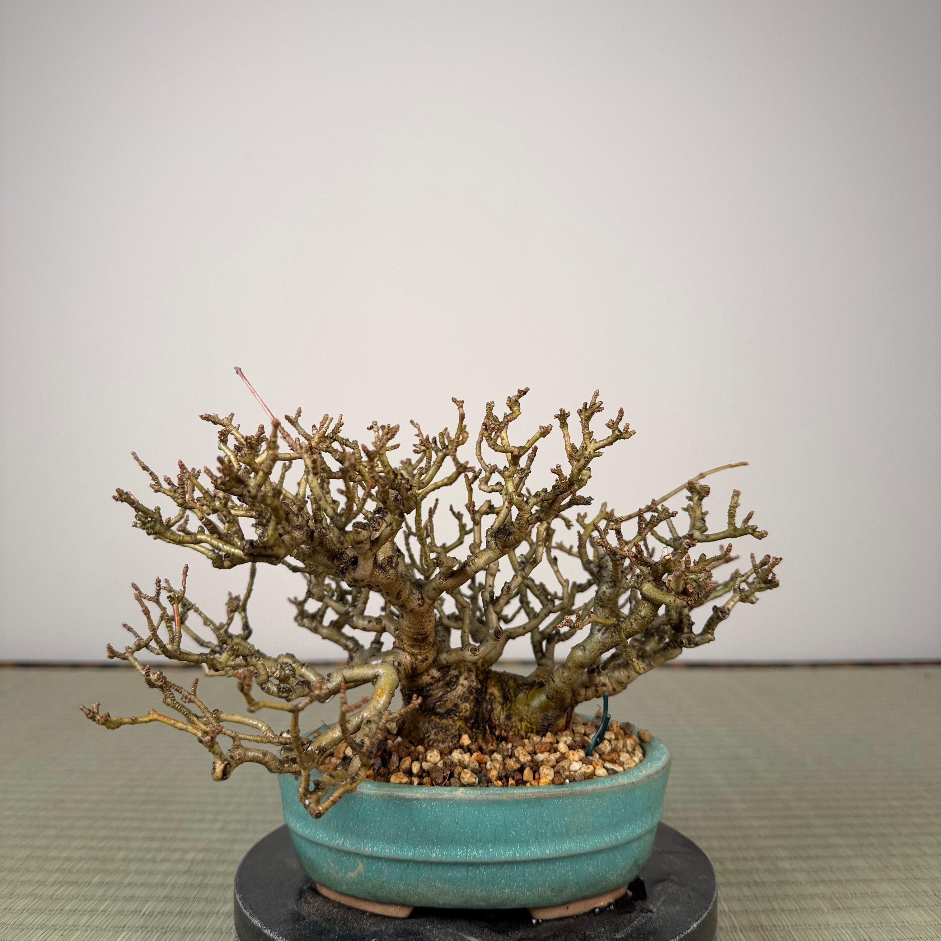 Ligustrum Arakawa *Voir note*
