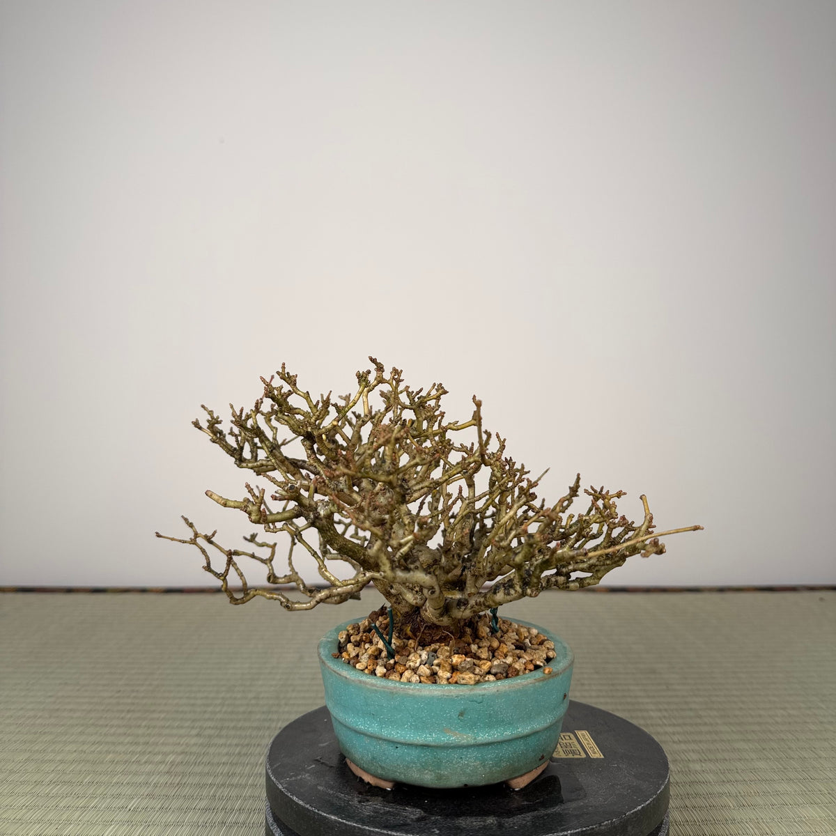 Ligustrum