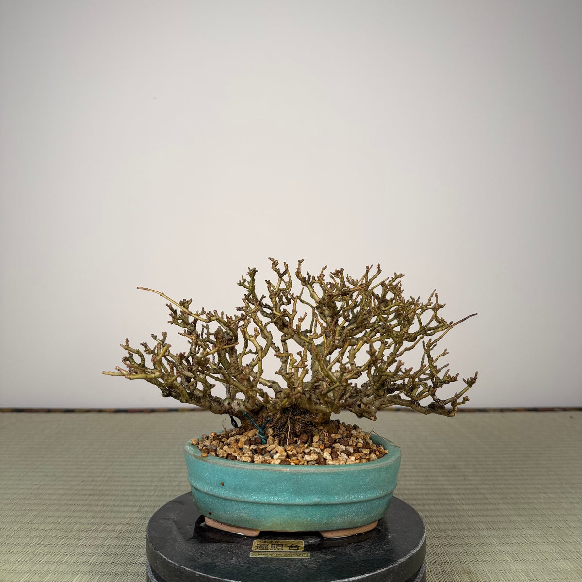 Ligustrum