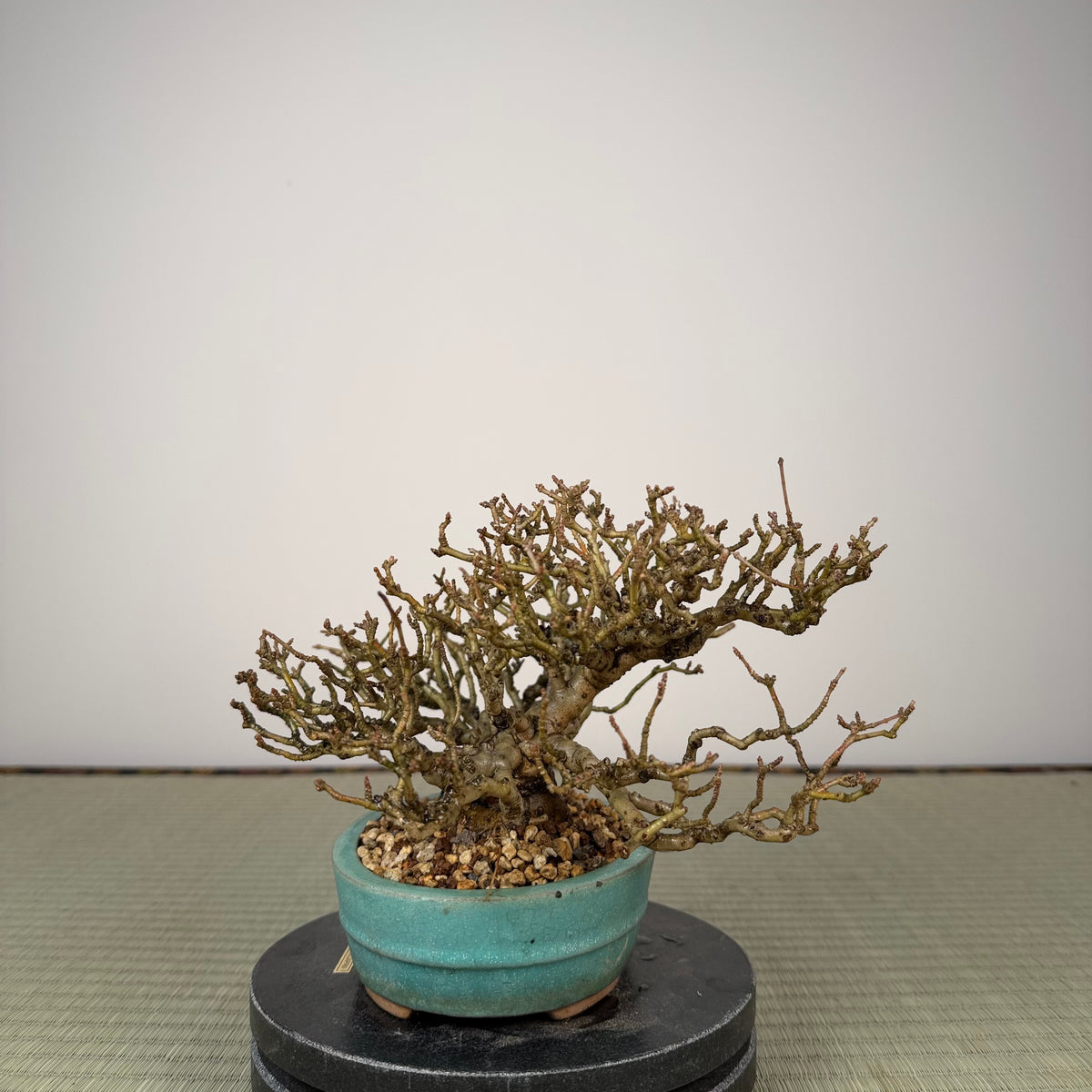 Ligustrum