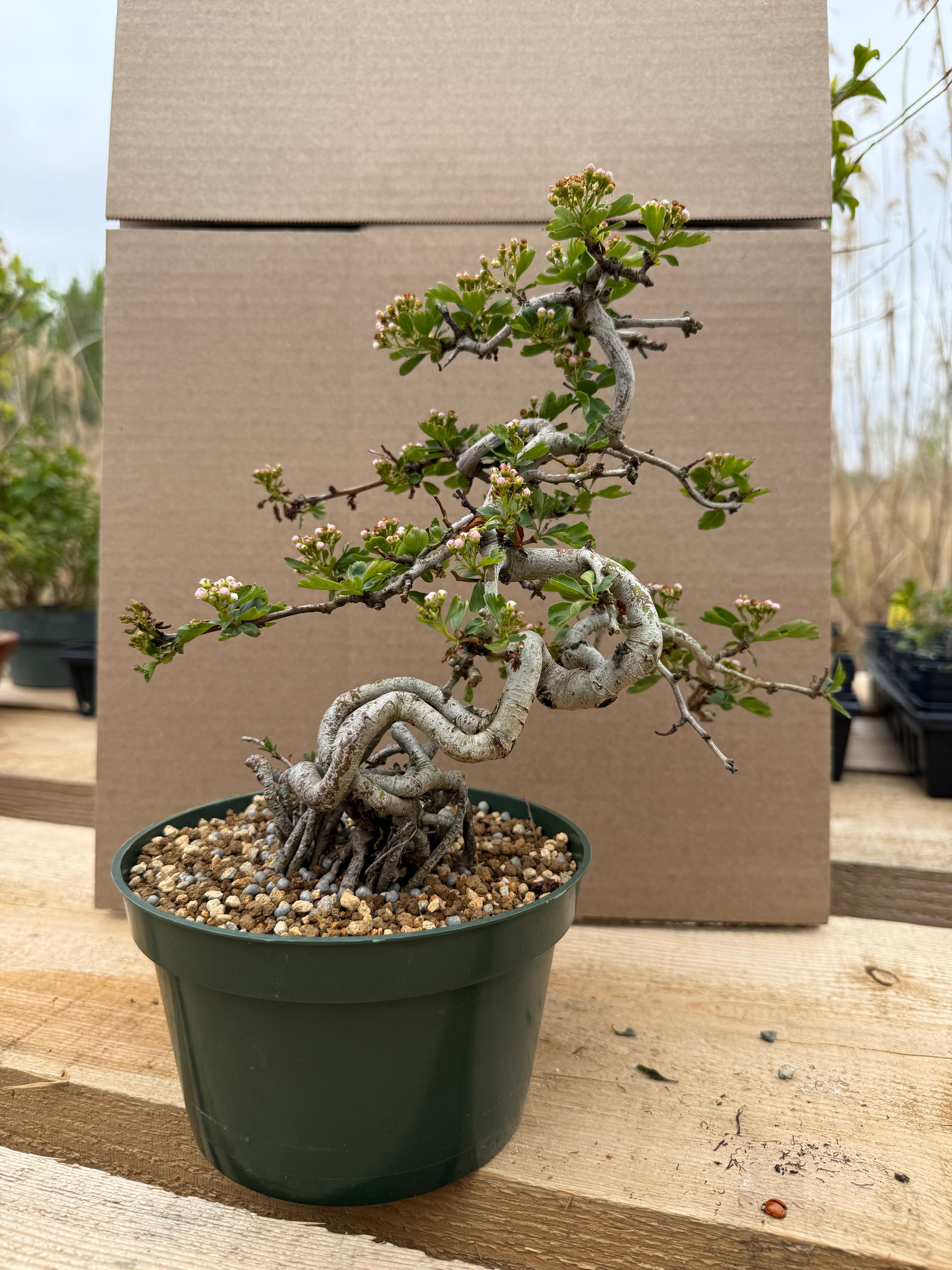 Crataegus cuneata 'Matsudaira'