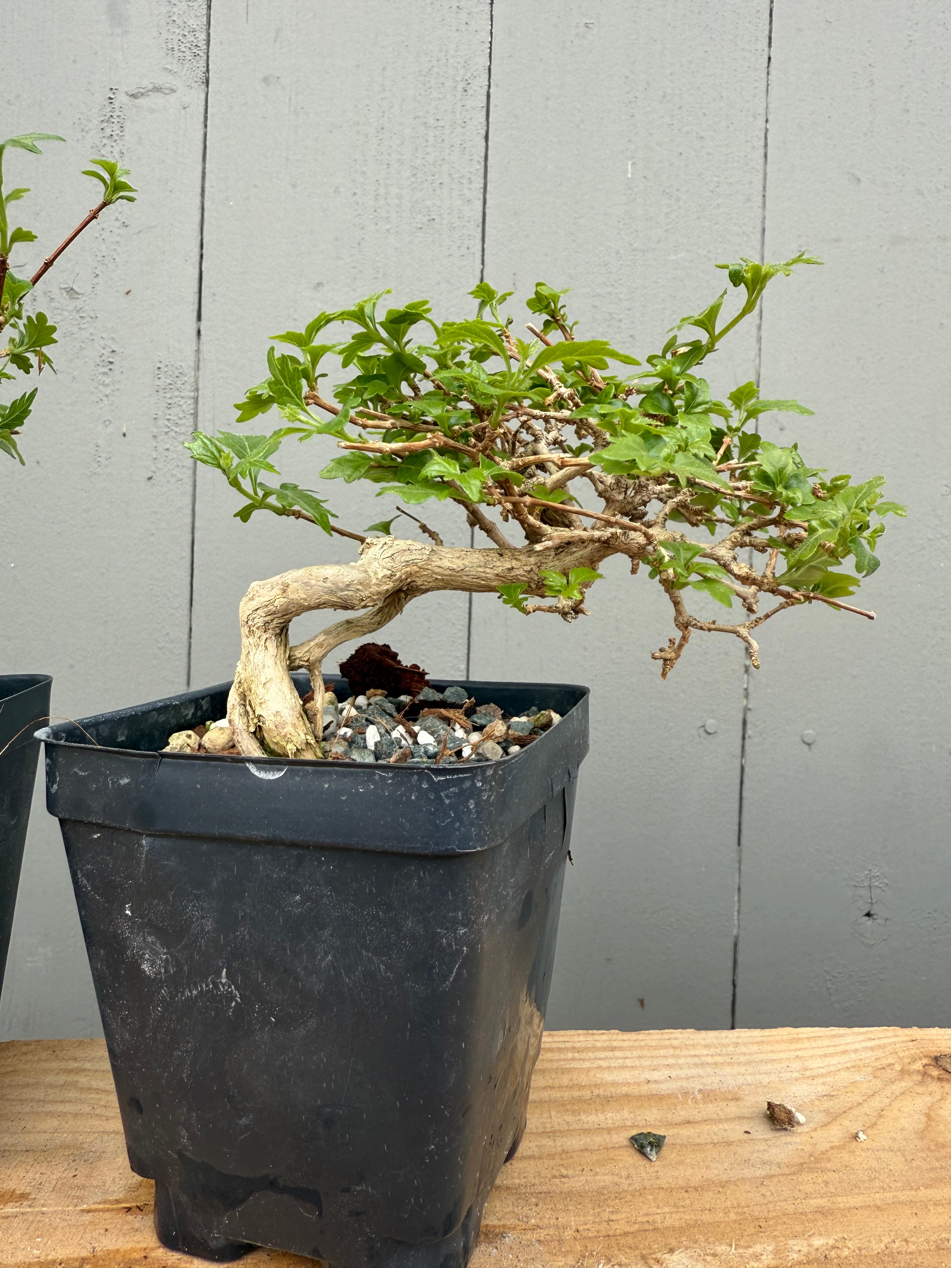 Premna japonica (medium)