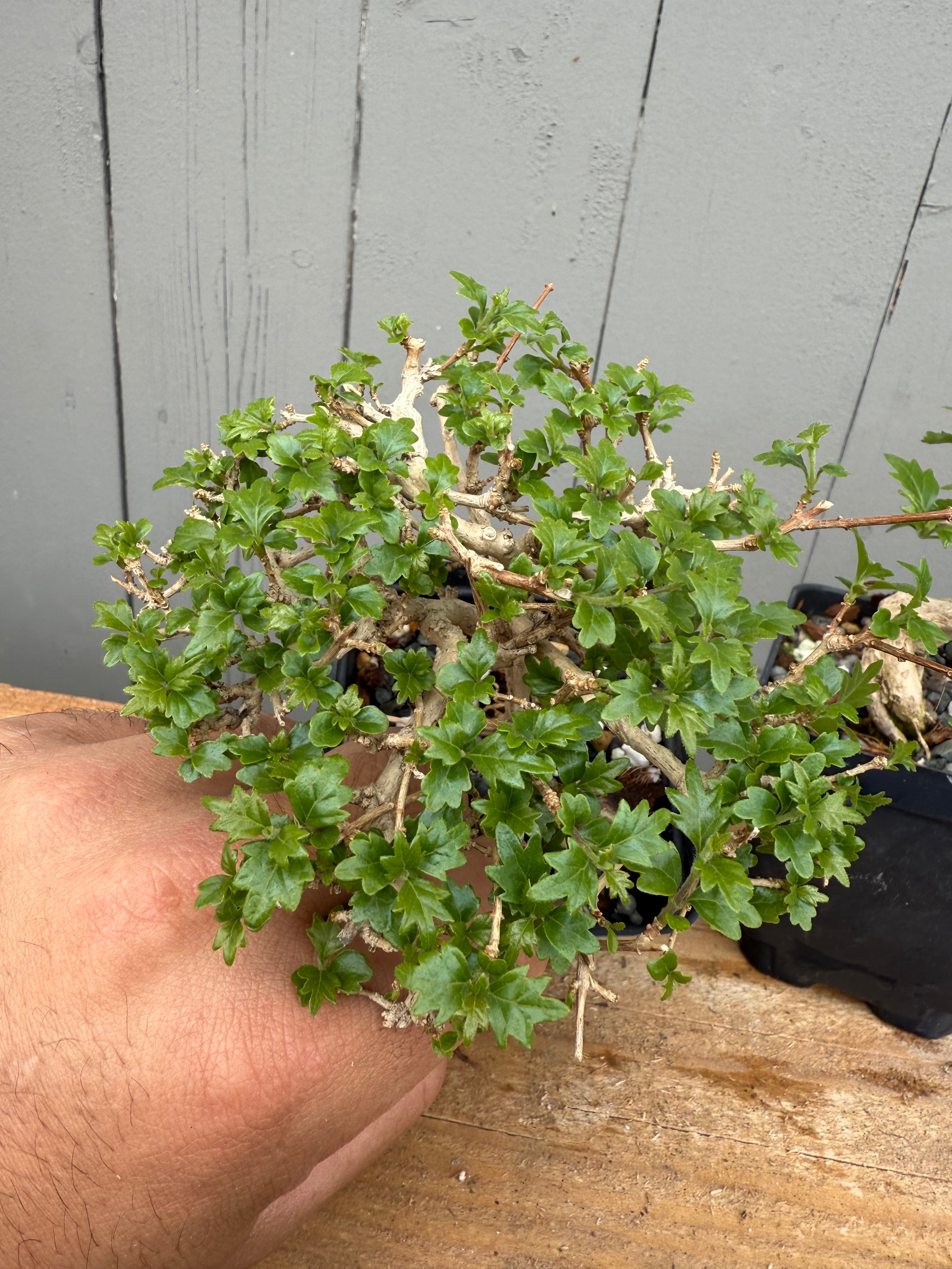 Premna japonica (medium)