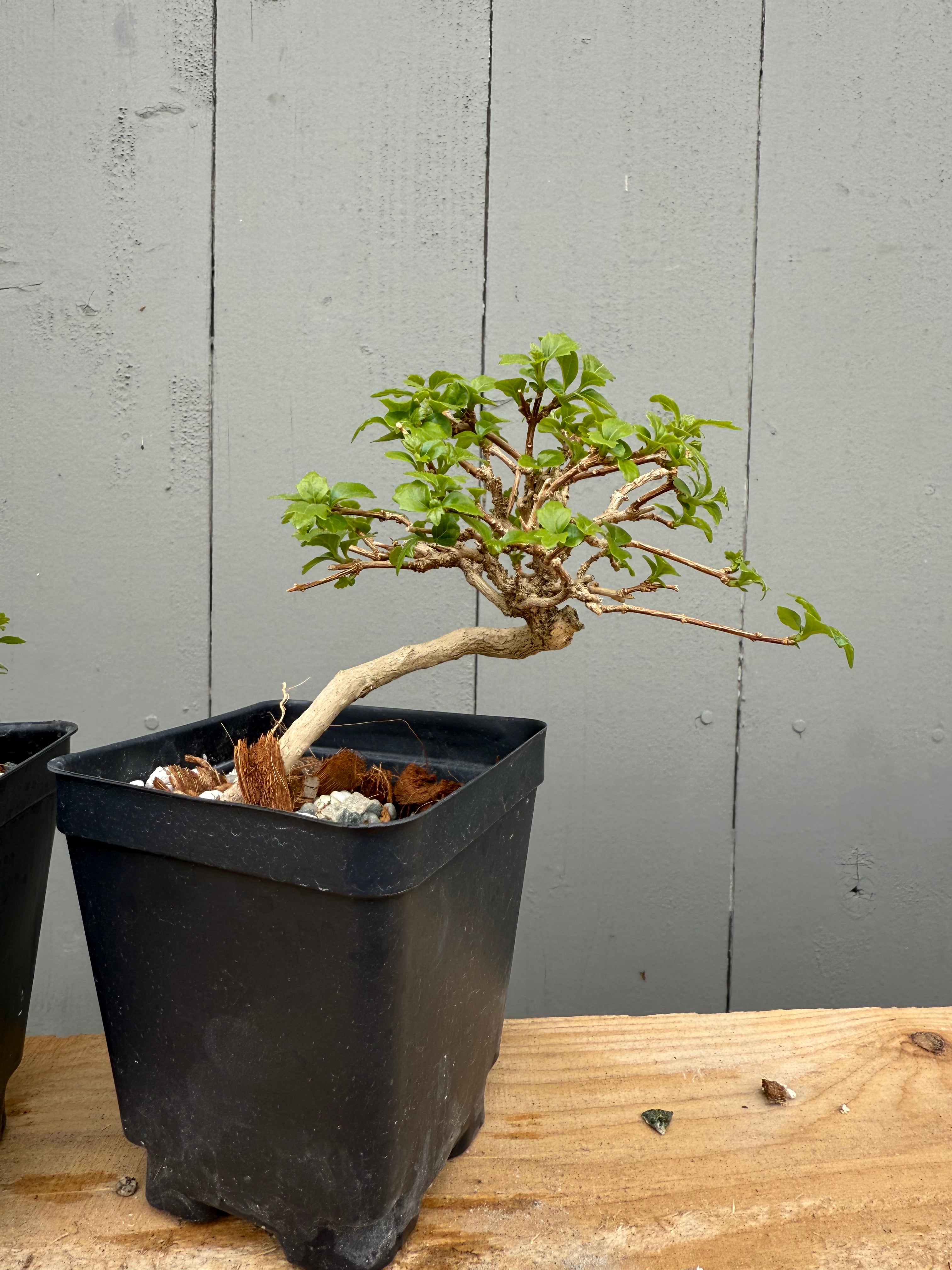 Premna japonica (small)