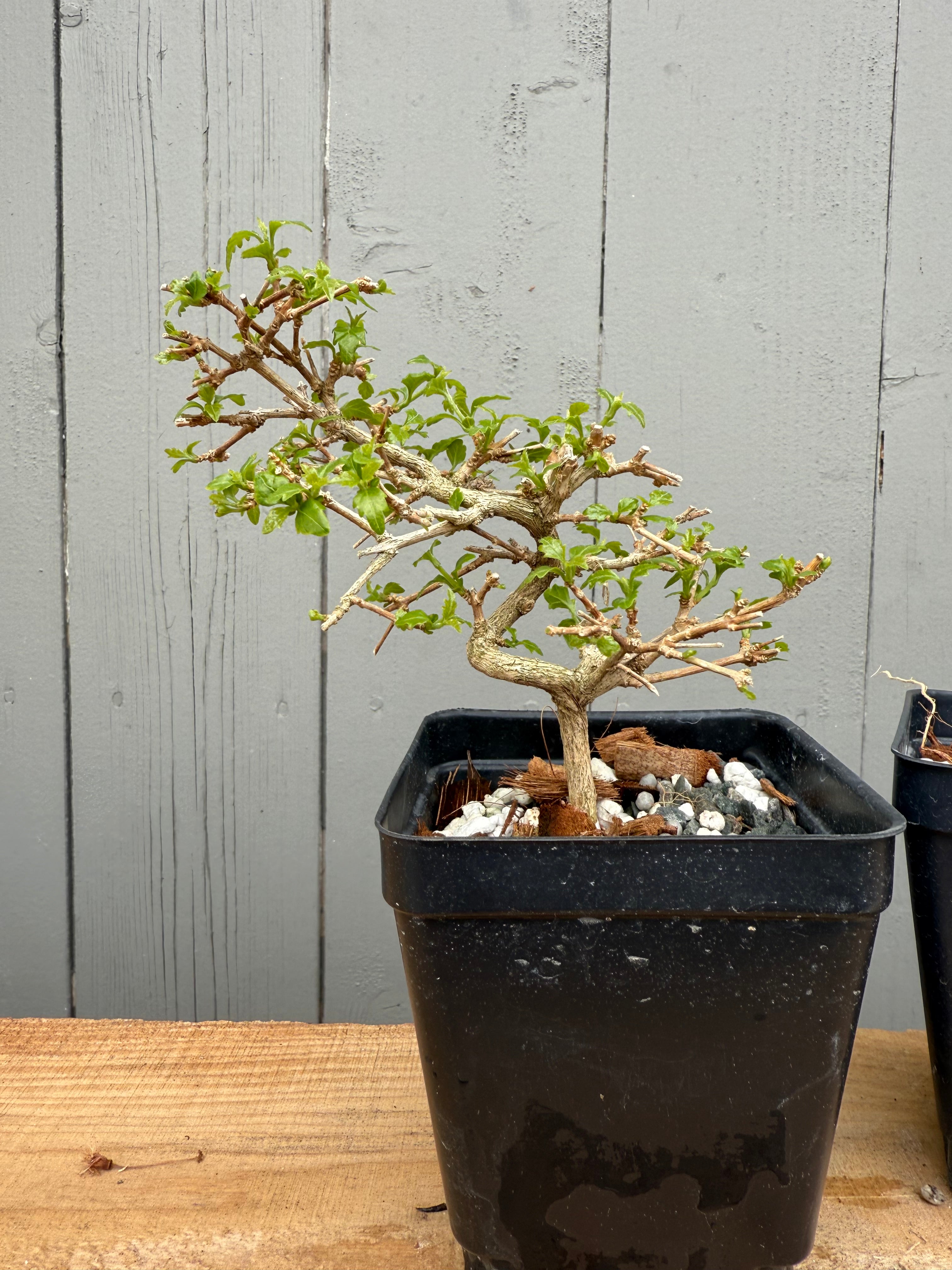 Premna japonica (small)