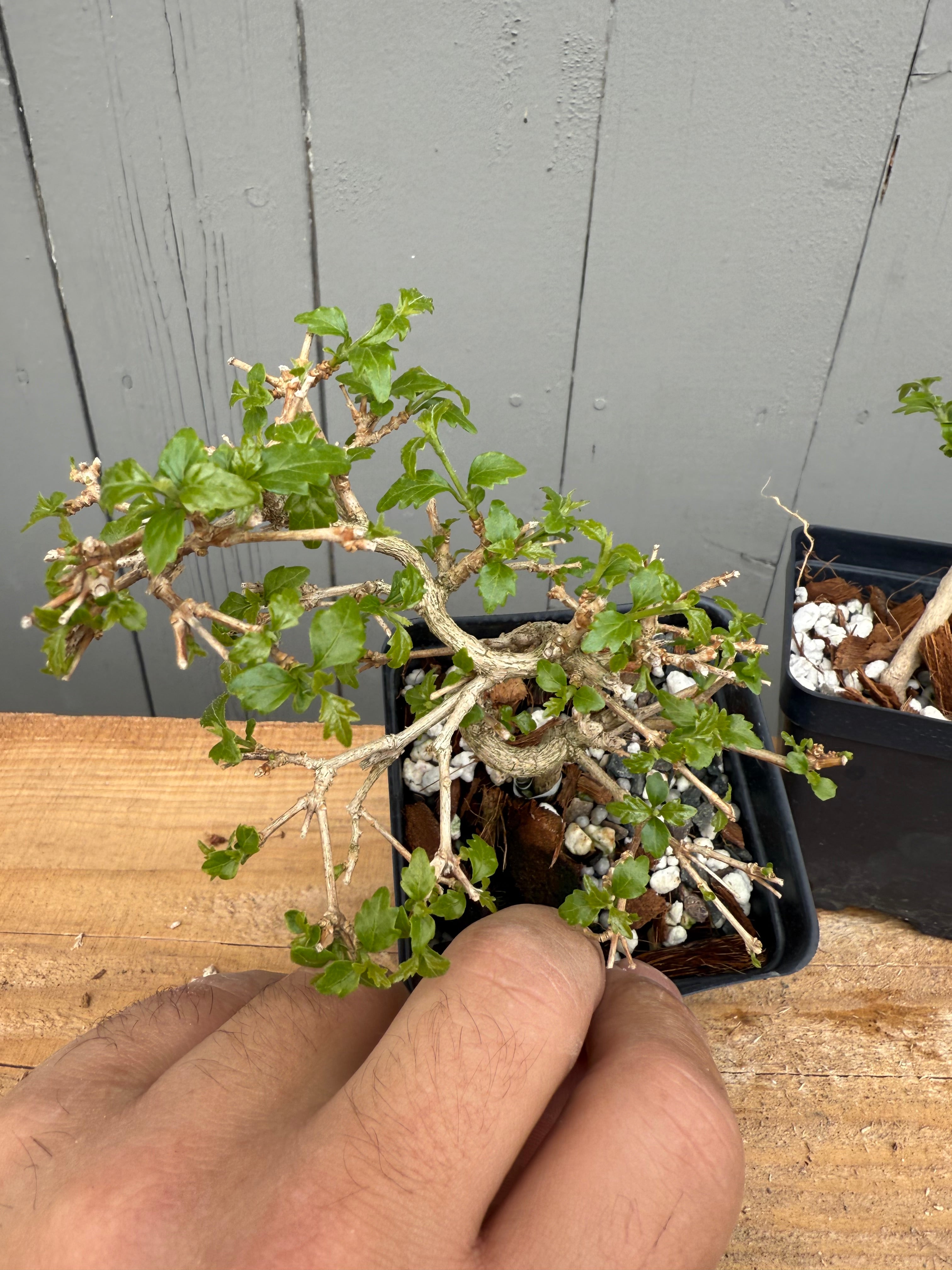 Premna japonica (small)
