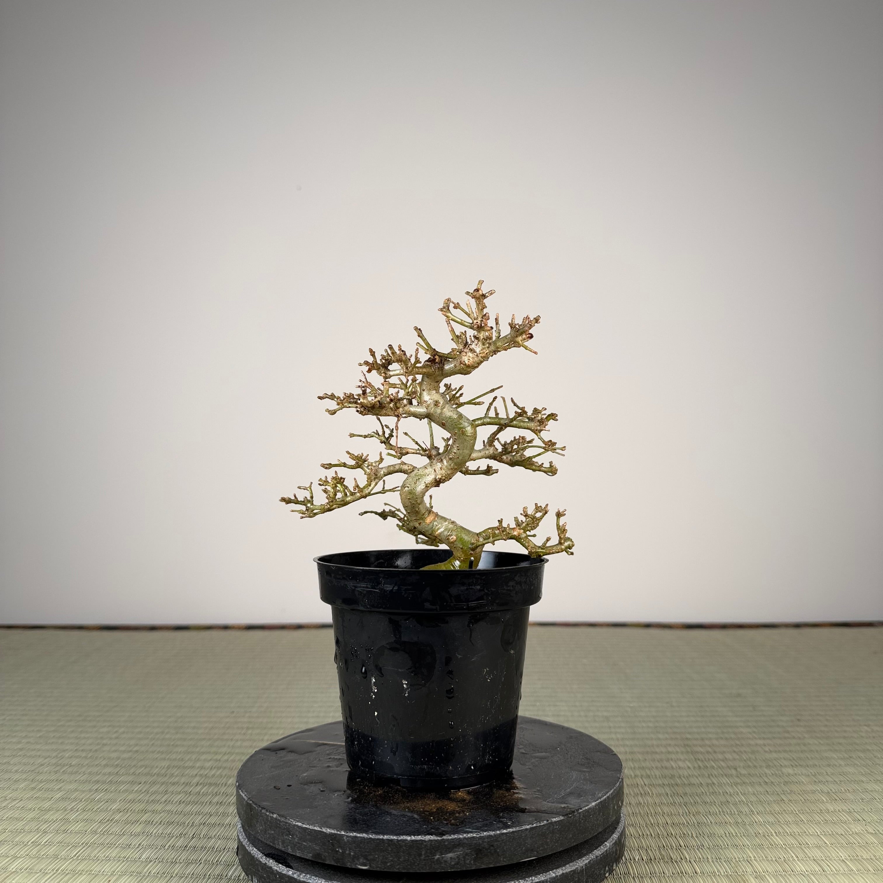 Ligustrum