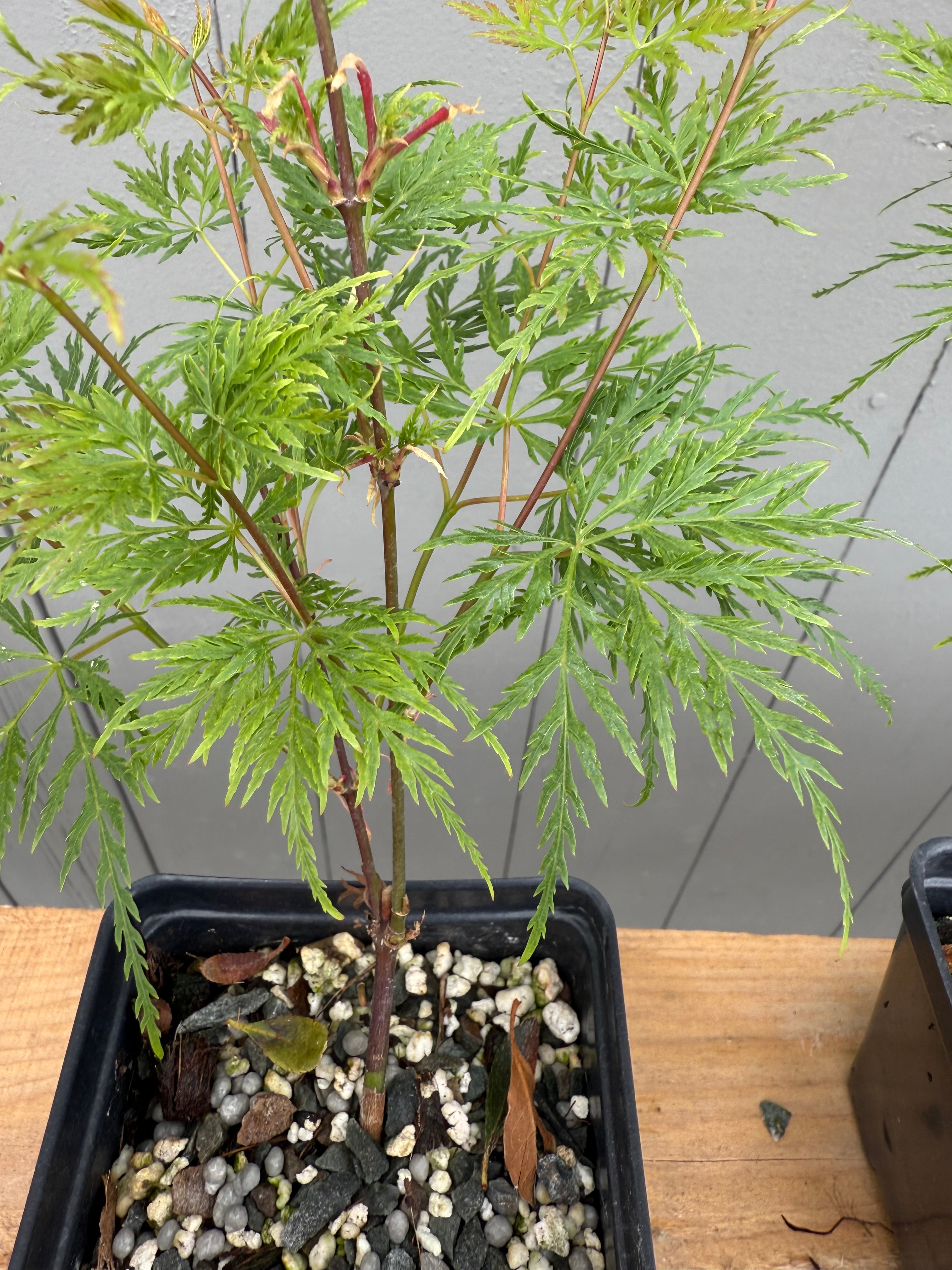 Acer palmatum 'Emerald Lace'
