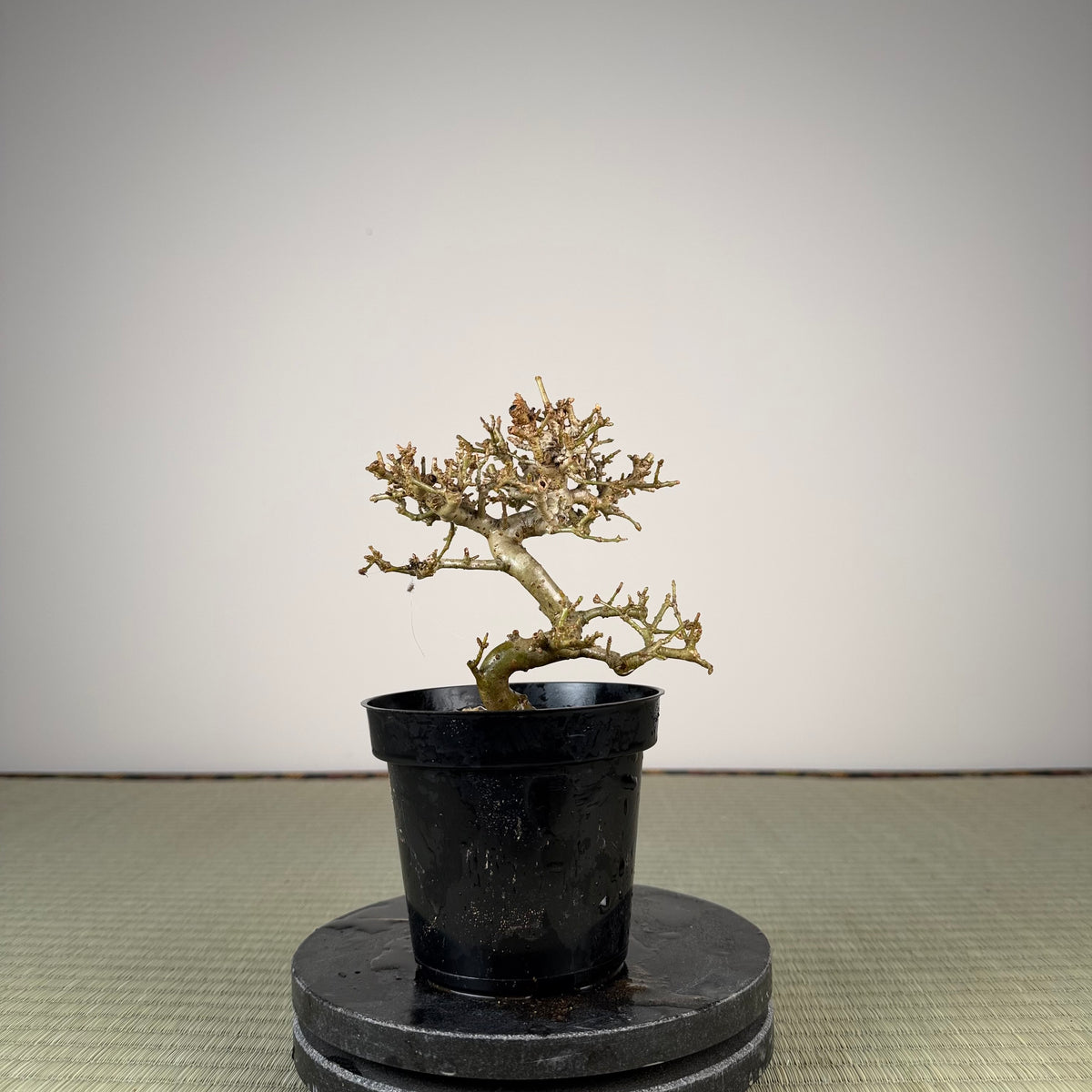 Ligustrum