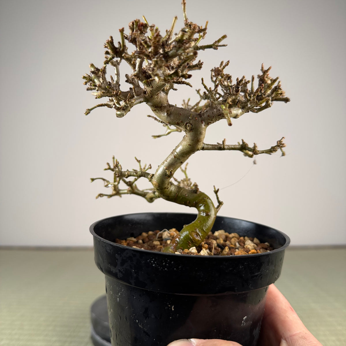 Ligustrum