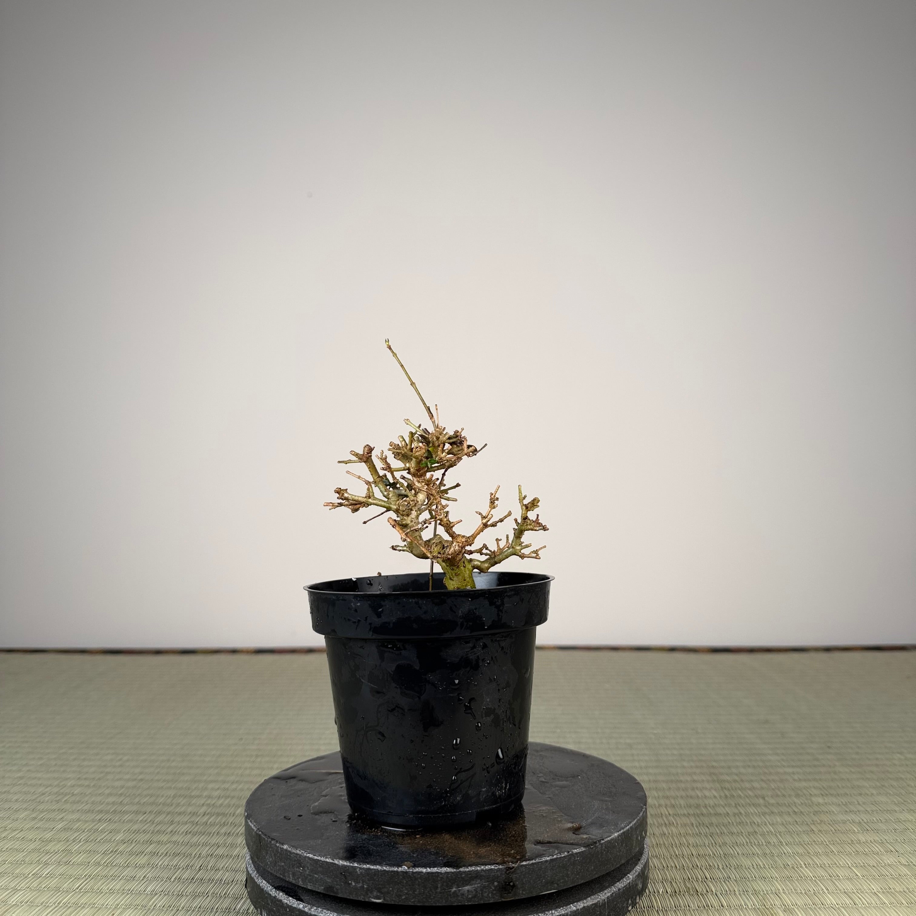 Ligustrum