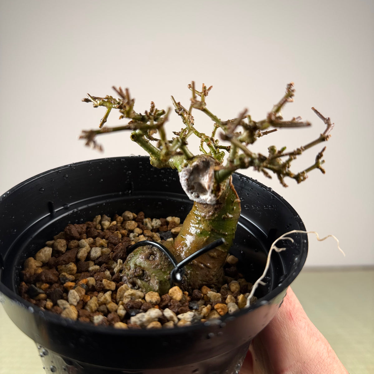 Ligustrum