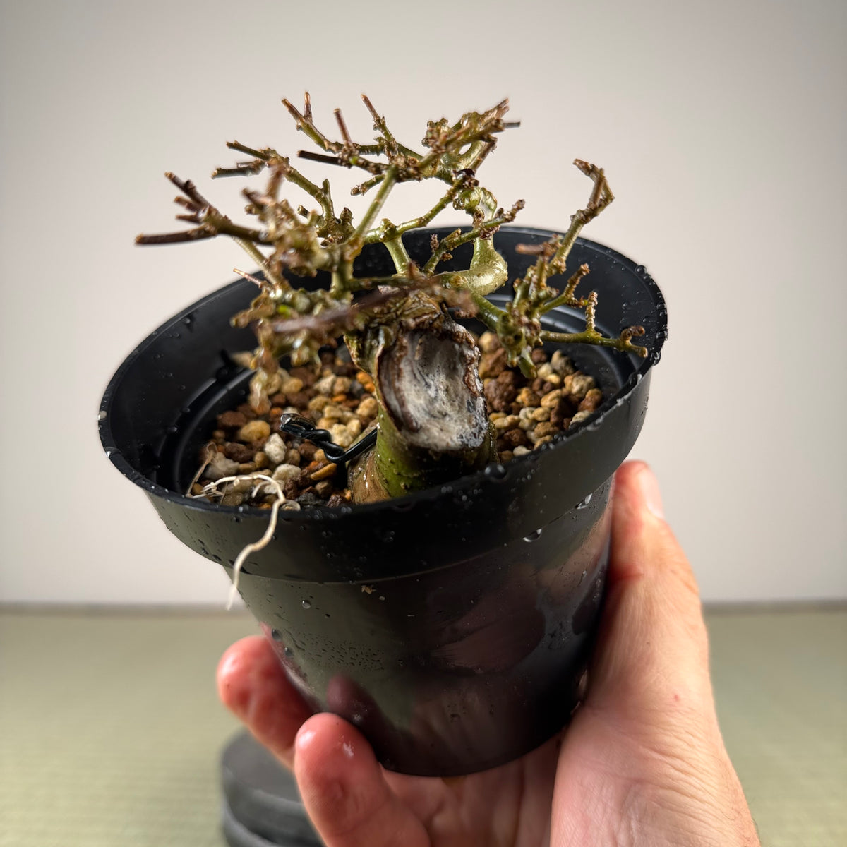 Ligustrum