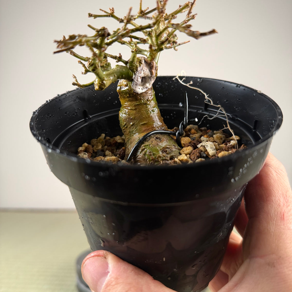 Ligustrum