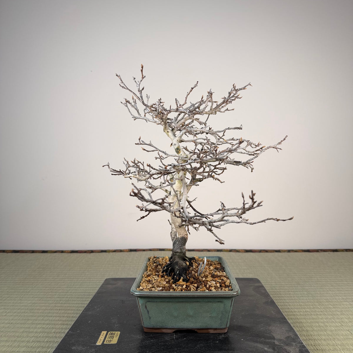 Diospyros rhombifolia