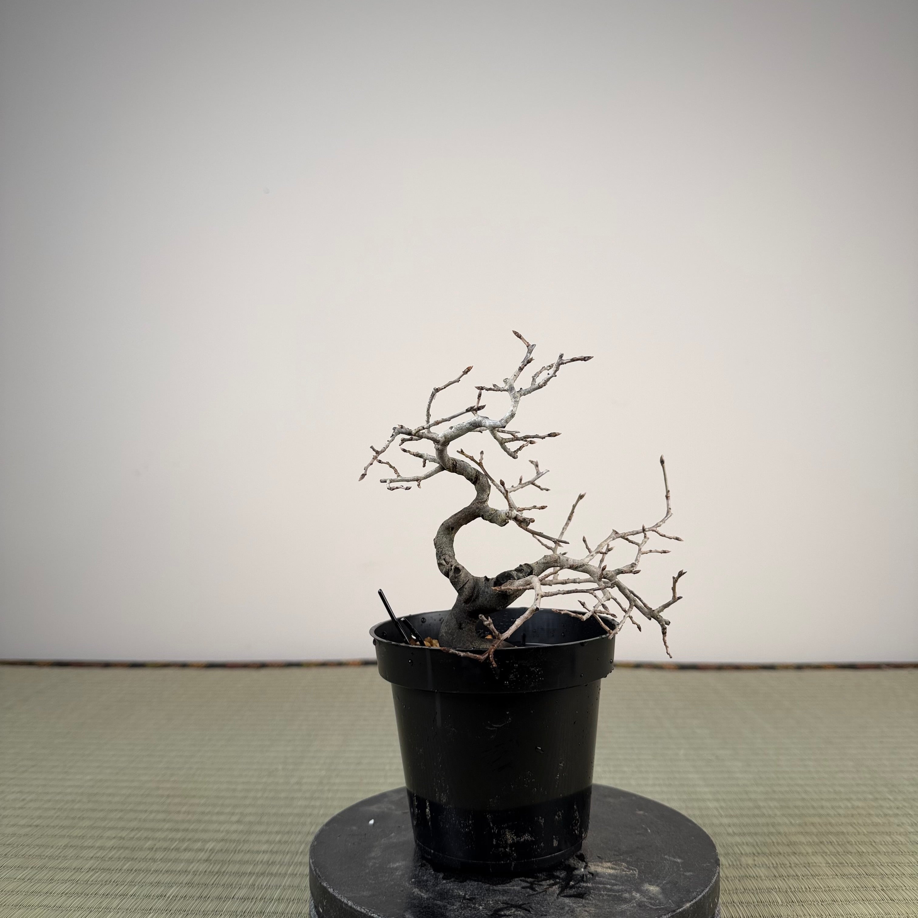Diospyros rhombifolia (mâle)