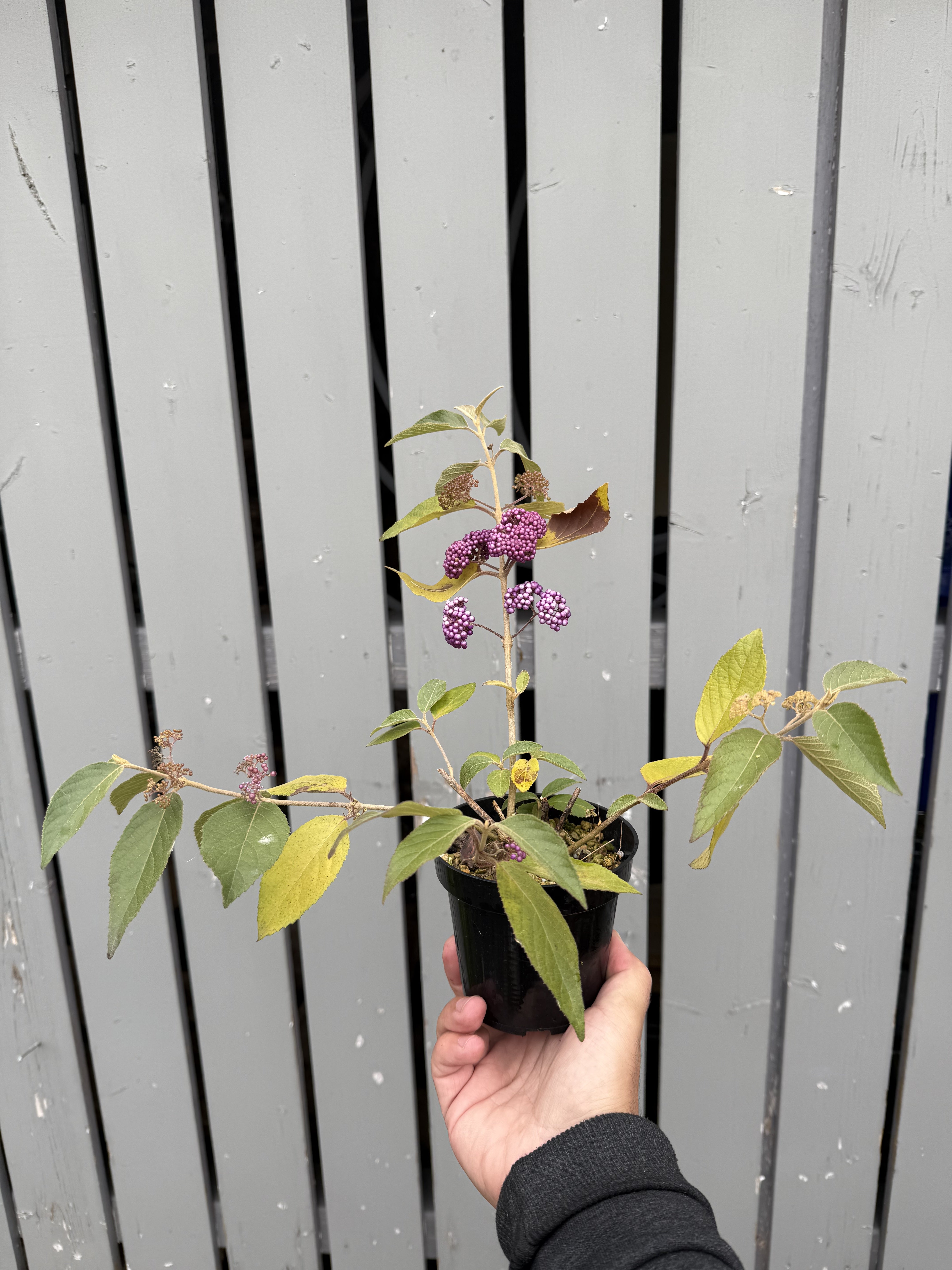 Callicarpa japonica 'NAKAYOSHI KOYOSHI' #3