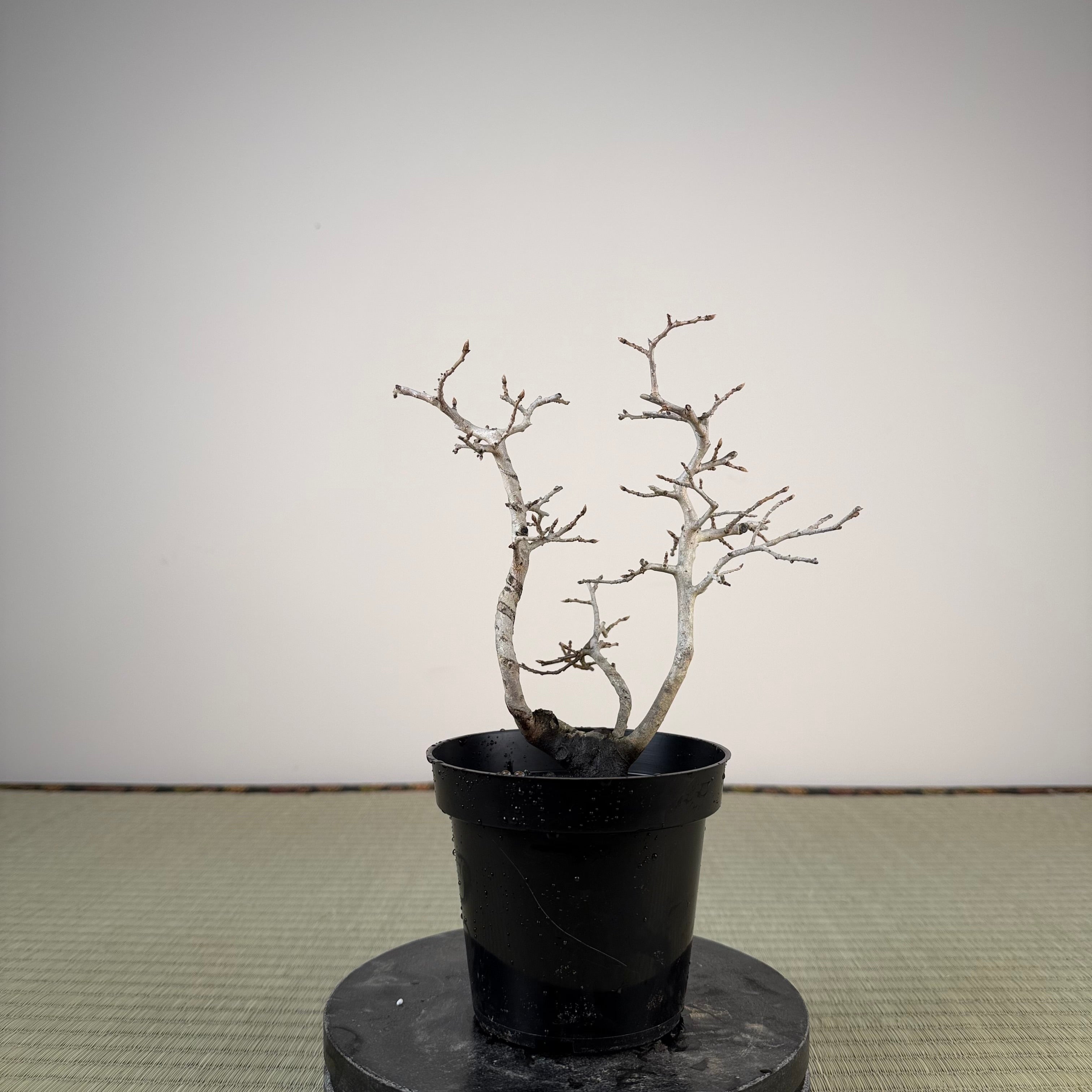 Diospyros rhombifolia (mâle)