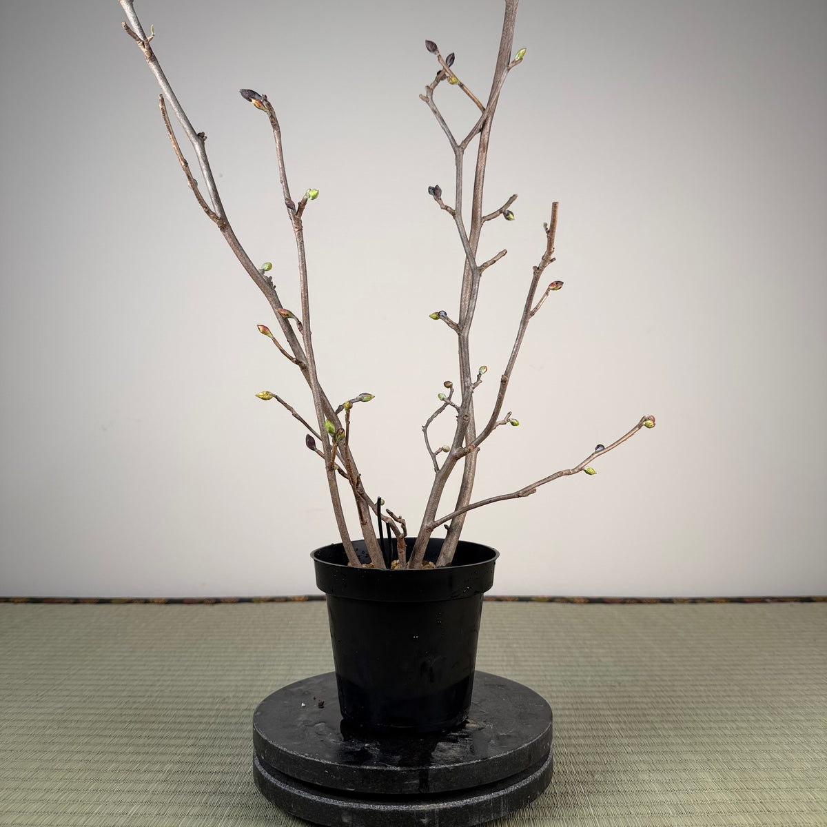 Corylopsis spicata