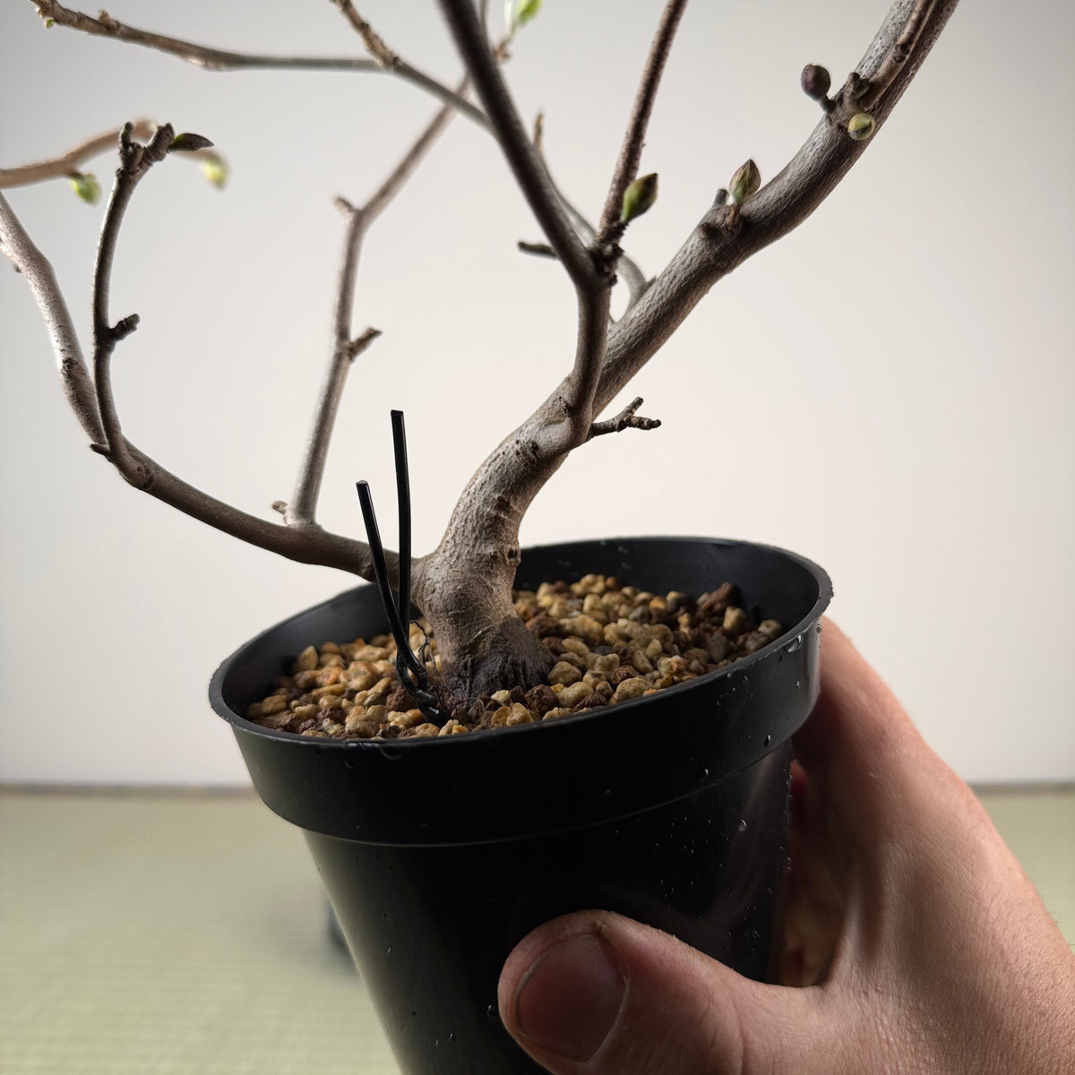Corylopsis spicata