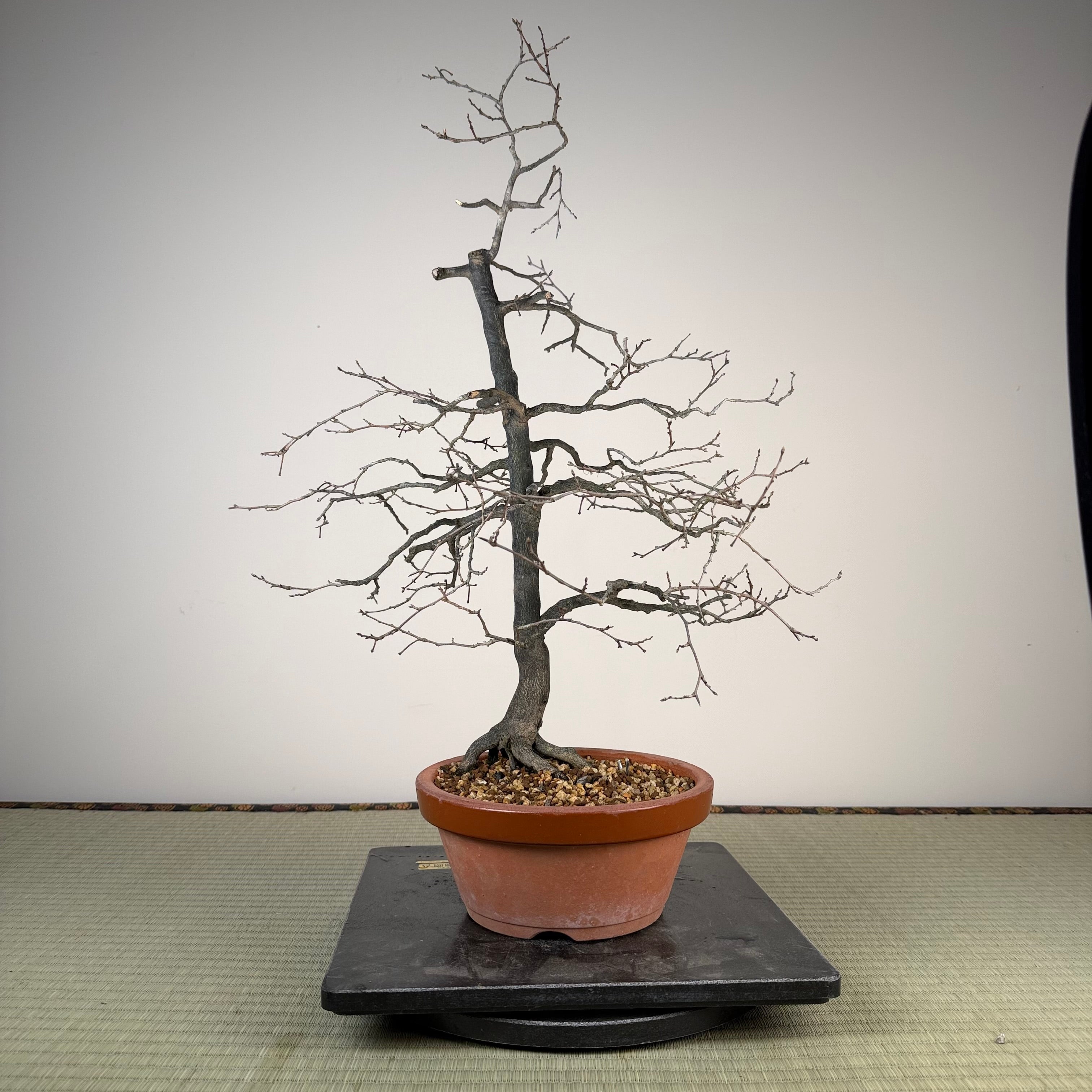 Diospyros rhombifolia