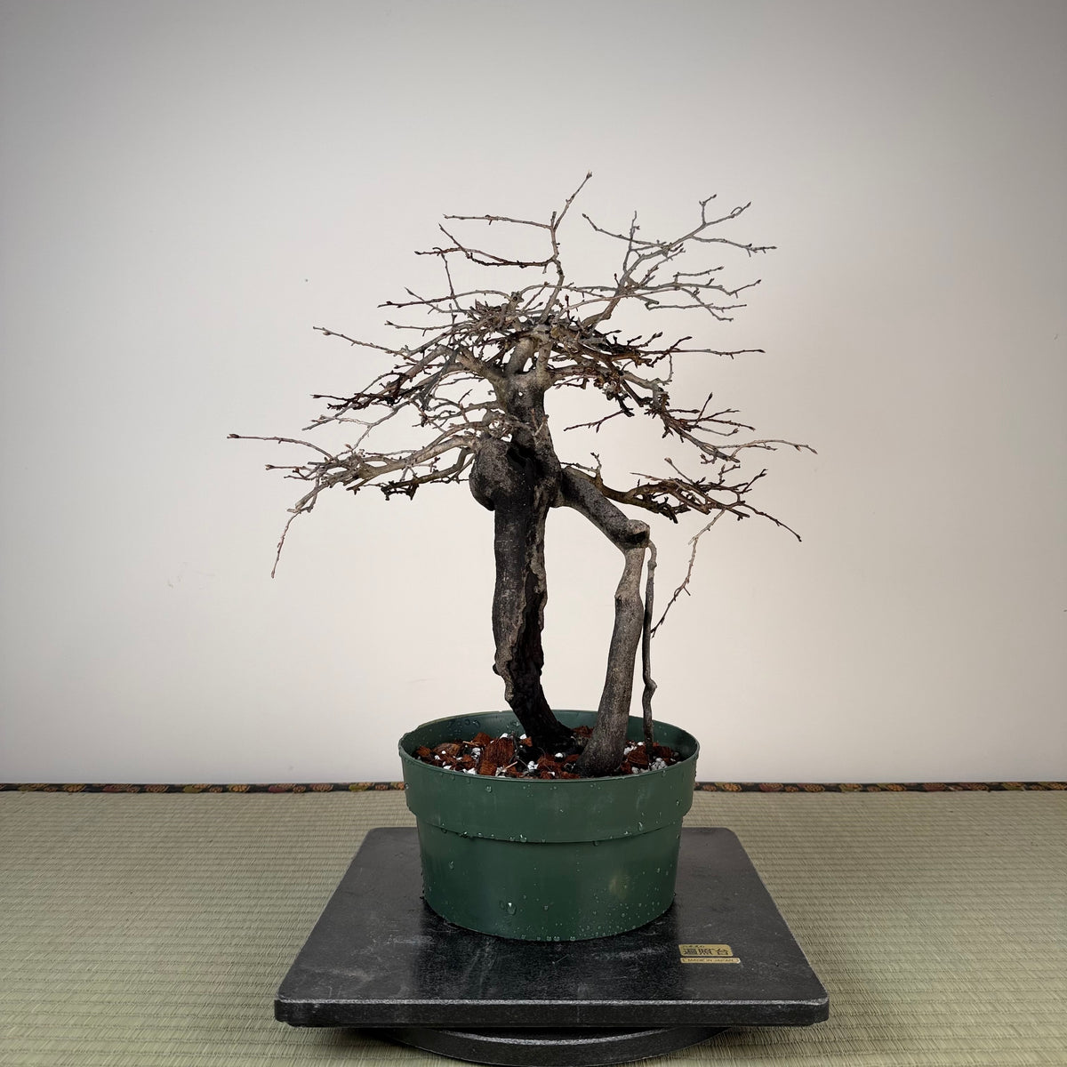 Diospyros rhombifolia