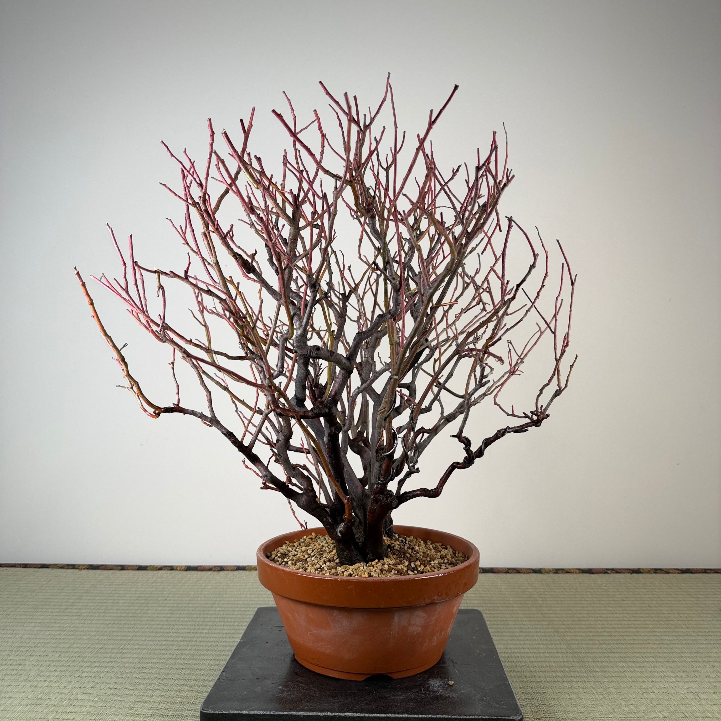 Itea japonica