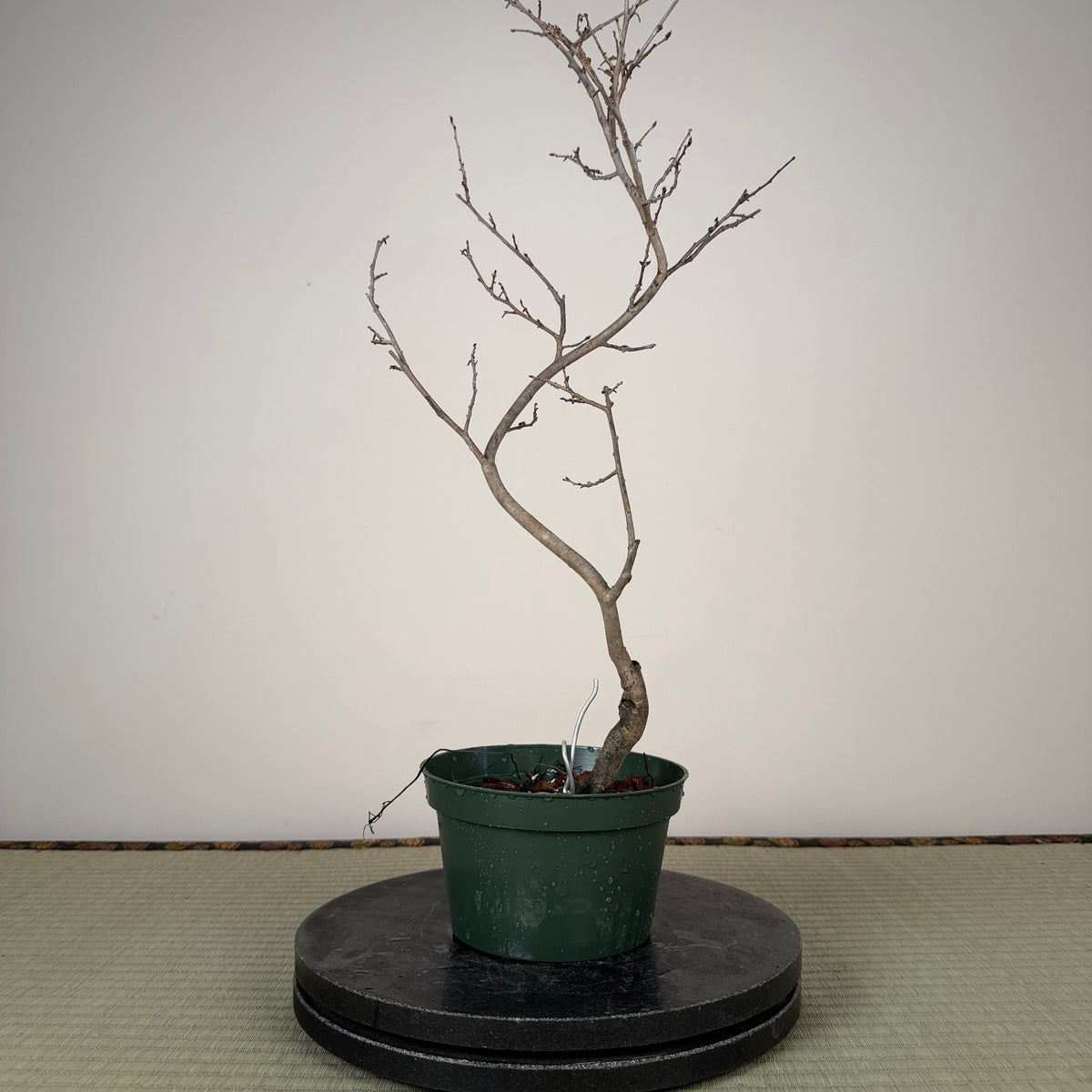 Diospyros rhombifolia