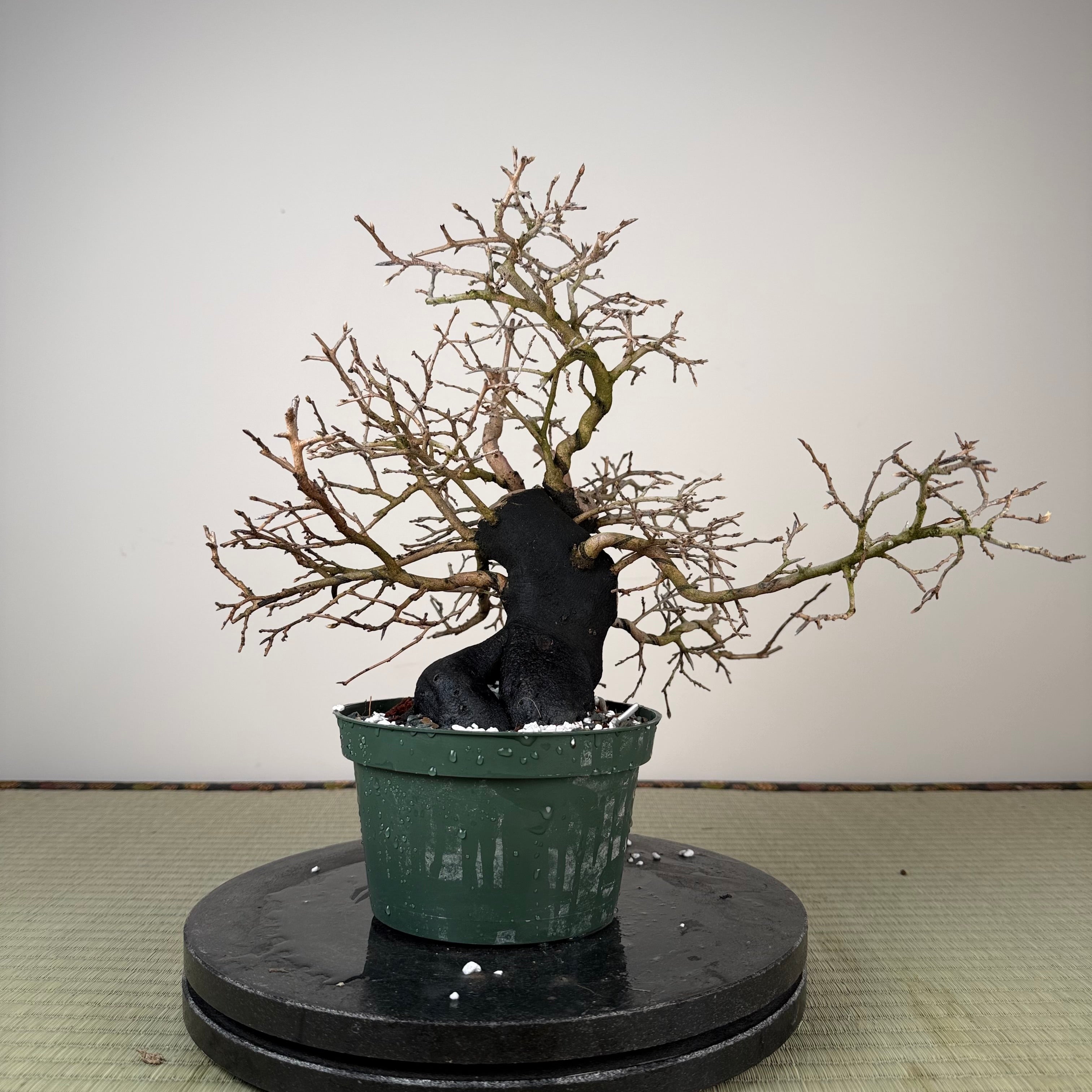 Diospyros rhombifolia