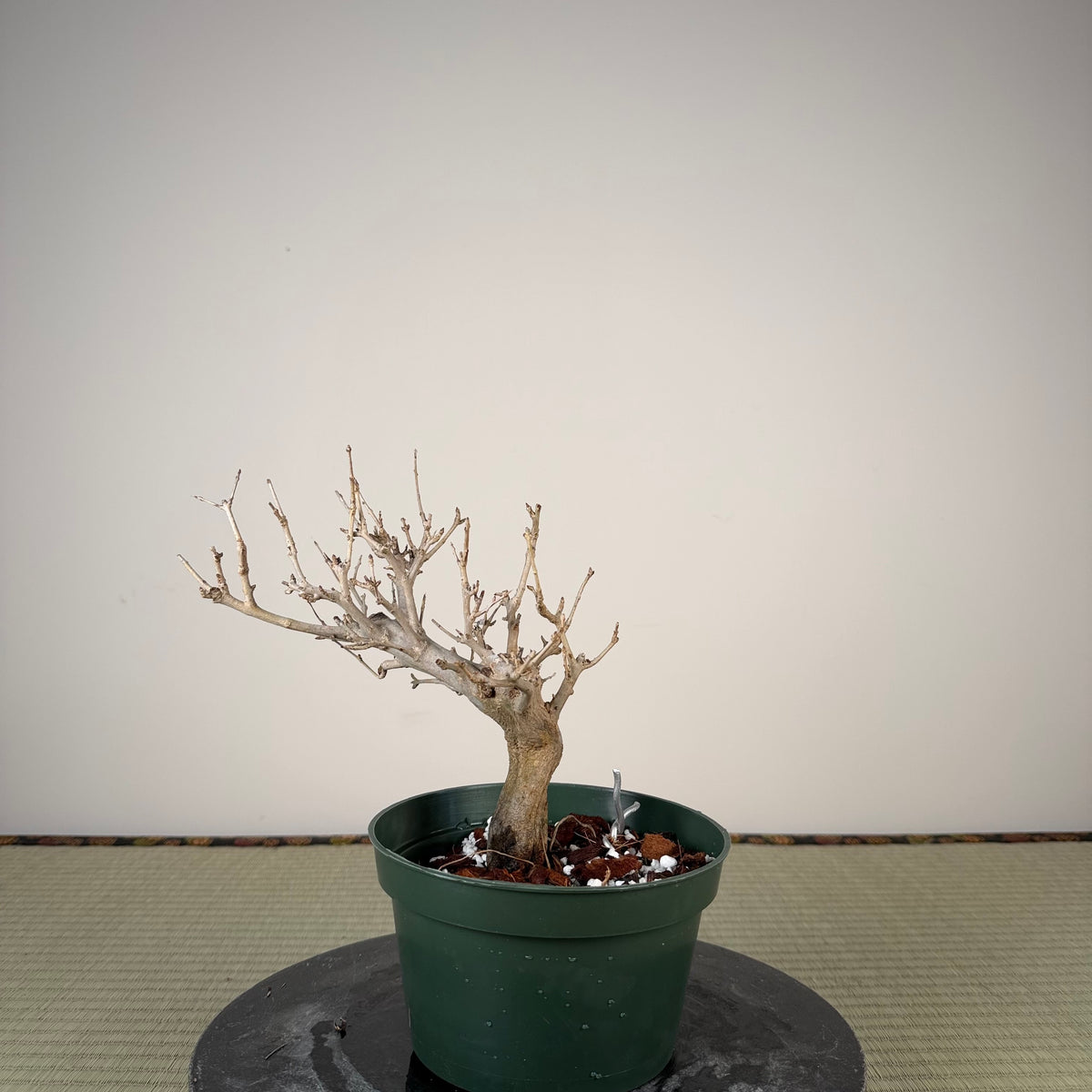 Punica granatum