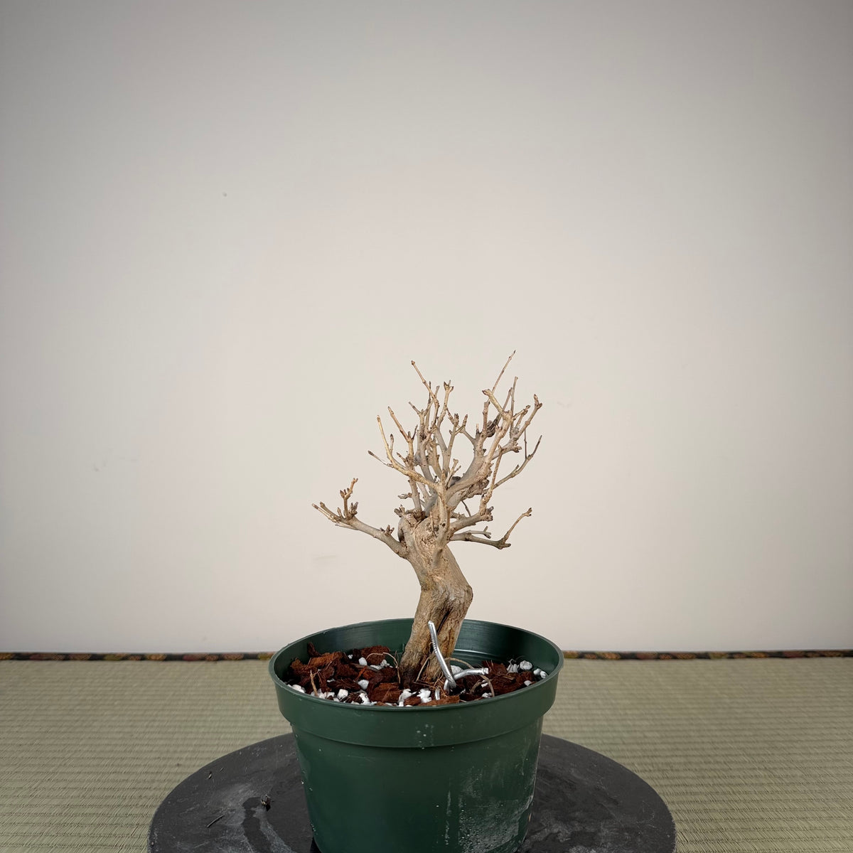 Punica granatum