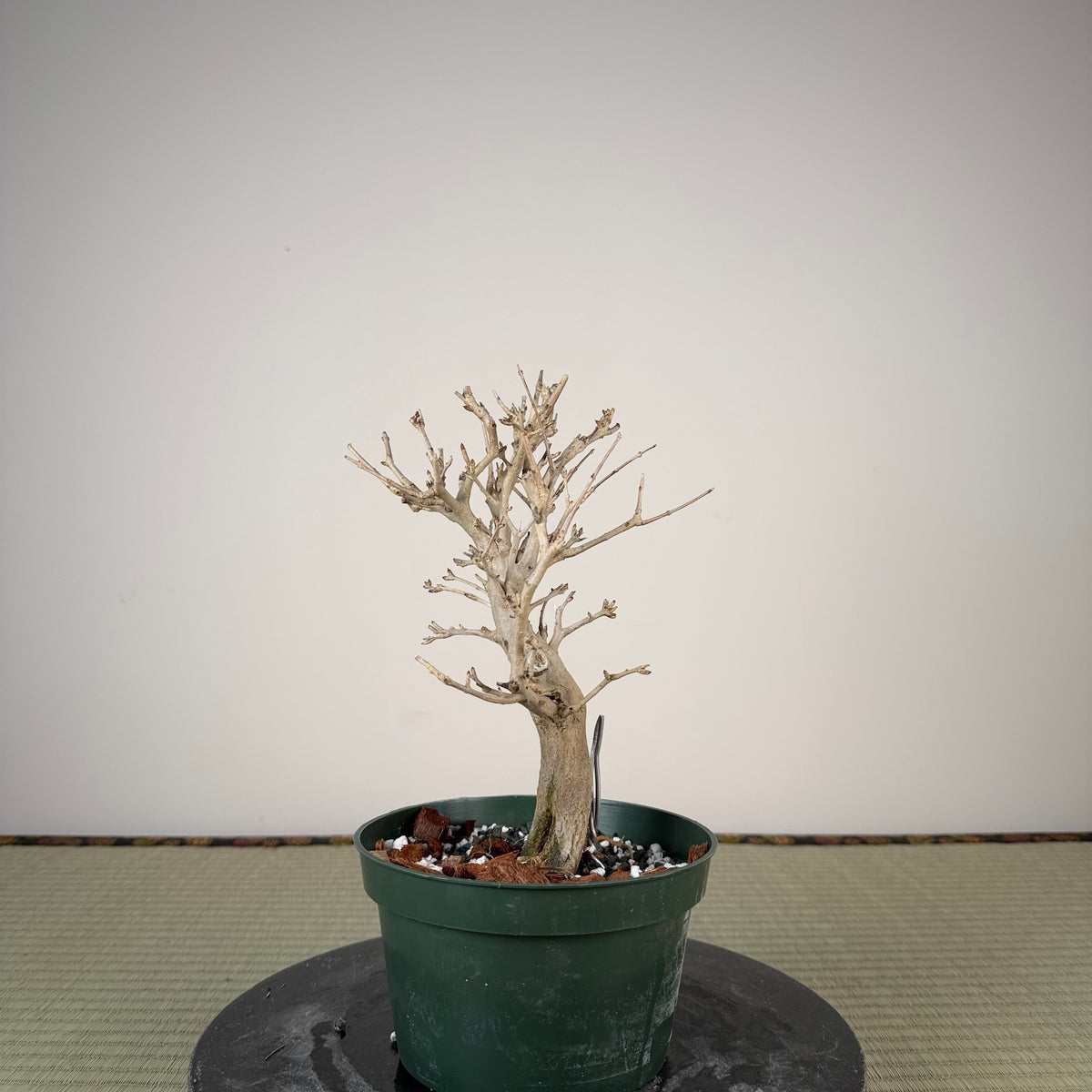 Punica granatum